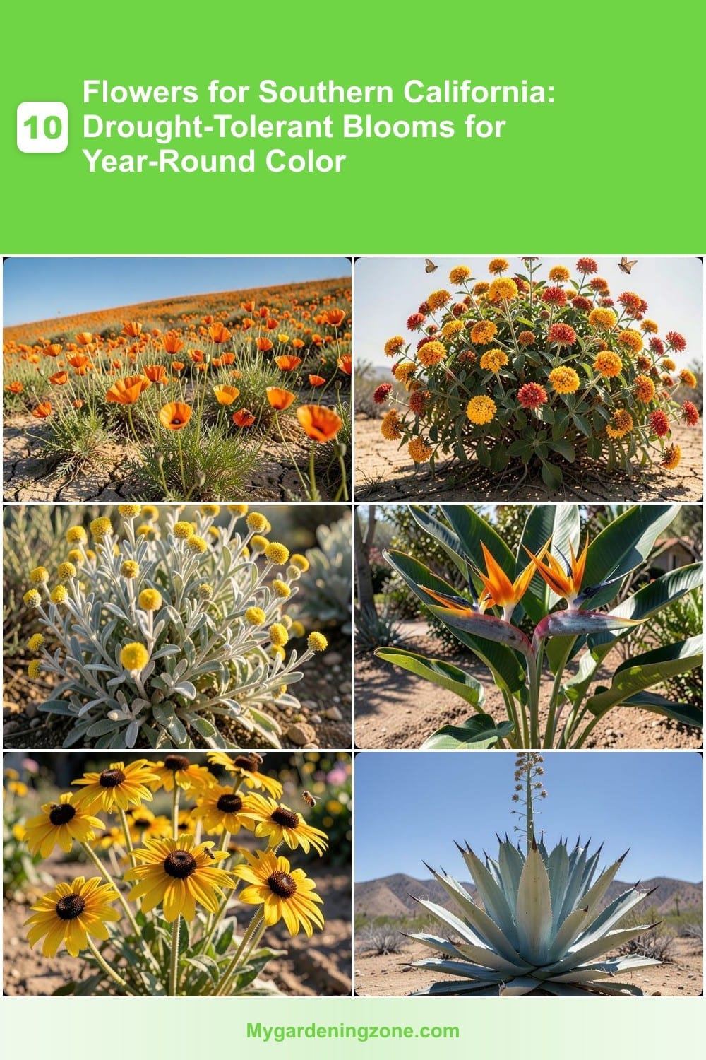 10 Flowers for Southern California: Drought-Tolerant Blooms for Year-Round Color 10 Flowers for Southern California: Drought-Tolerant Blooms for Year-Round Color
