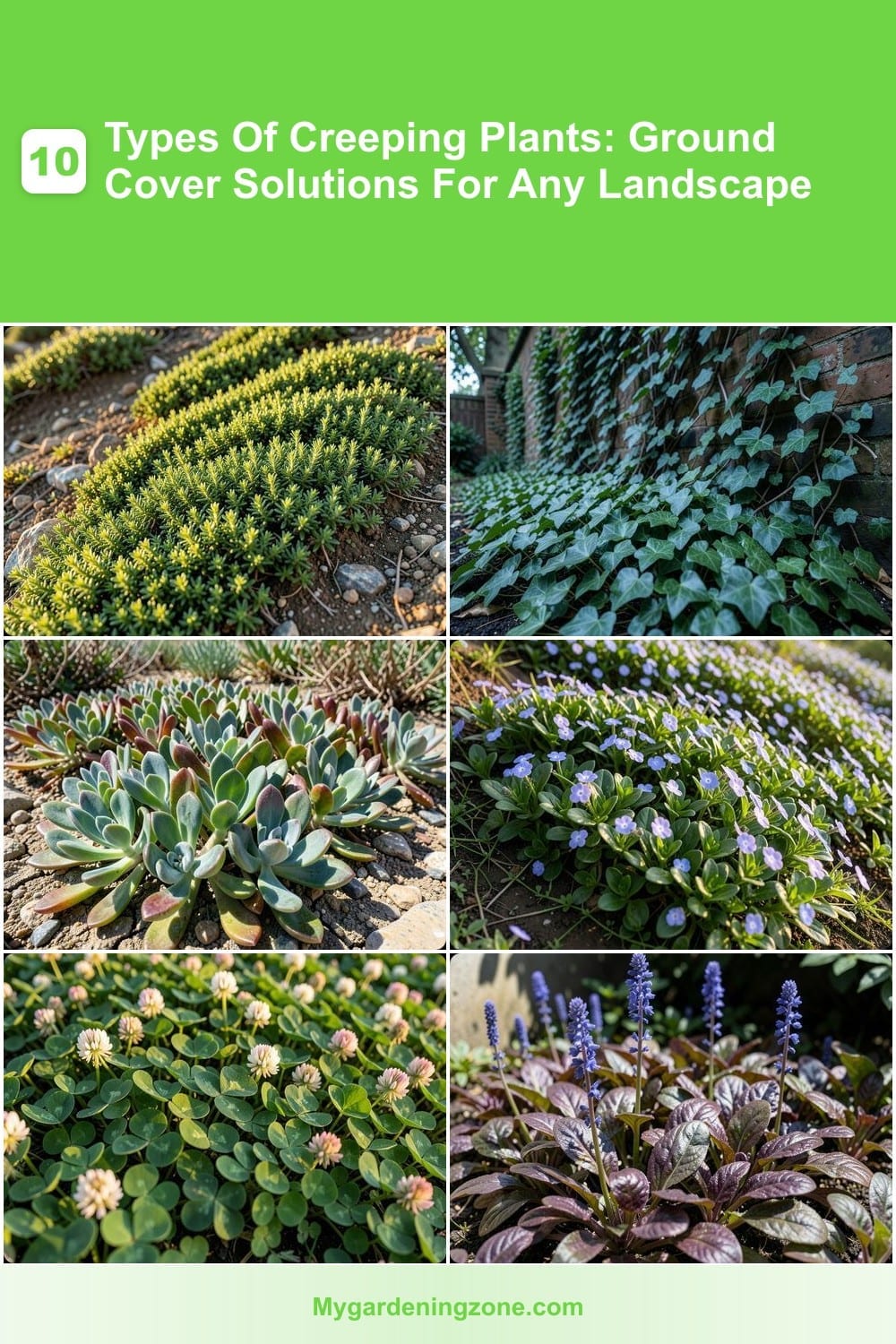 10 Types Of Creeping Plants: Ground Cover Solutions For Any Landscape 10 Types Of Creeping Plants: Ground Cover Solutions For Any Landscape
