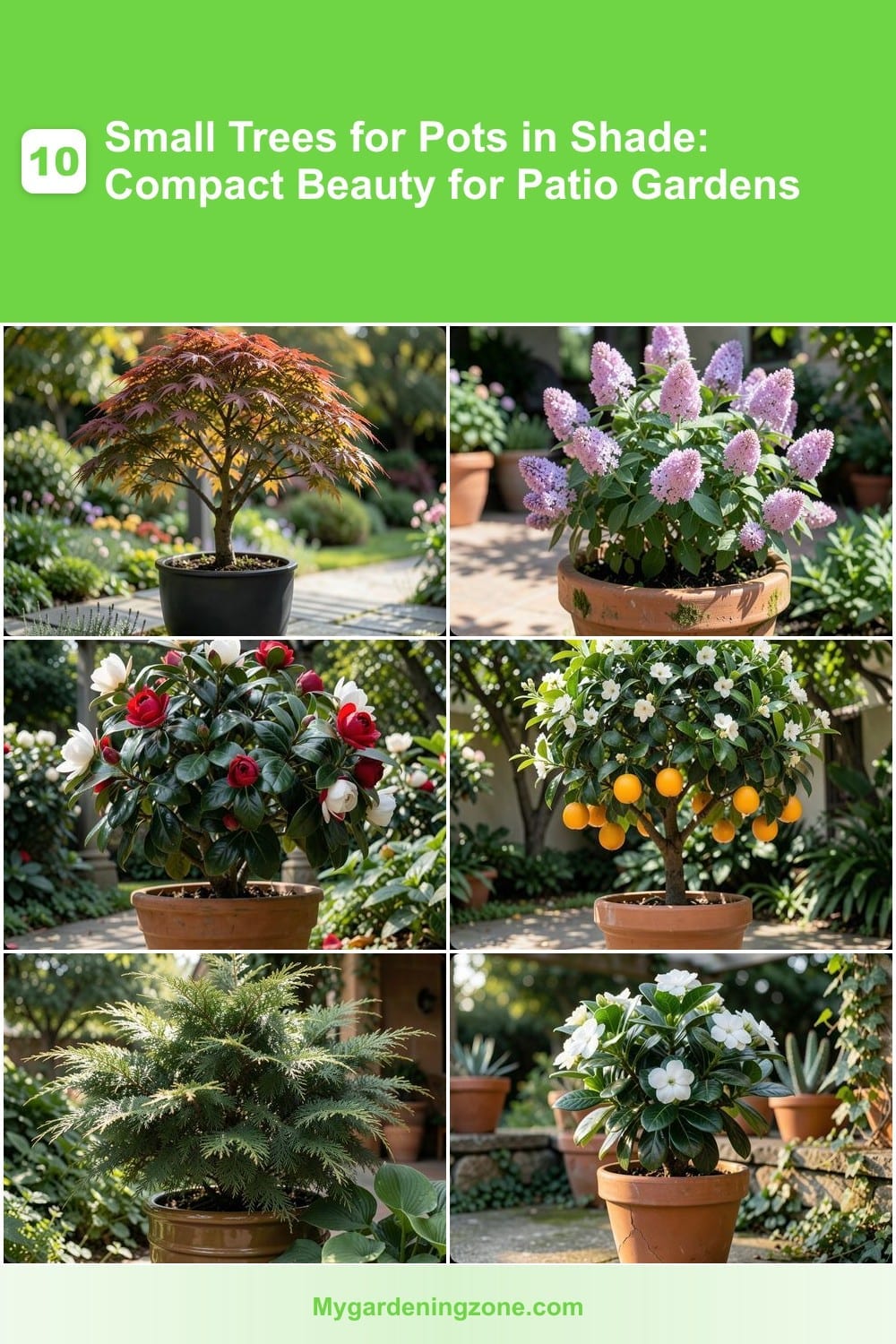 10 Small Trees for Pots in Shade: Compact Beauty for Patio Gardens