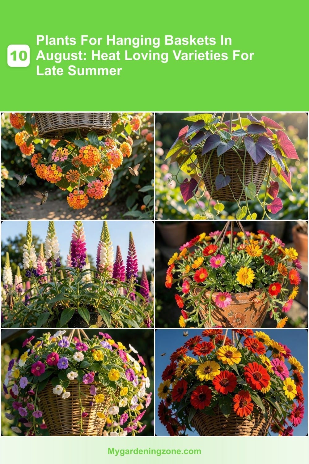 10 Plants For Hanging Baskets In August: Heat Loving Varieties For Late Summer 10 Plants For Hanging Baskets In August: Heat Loving Varieties For Late Summer