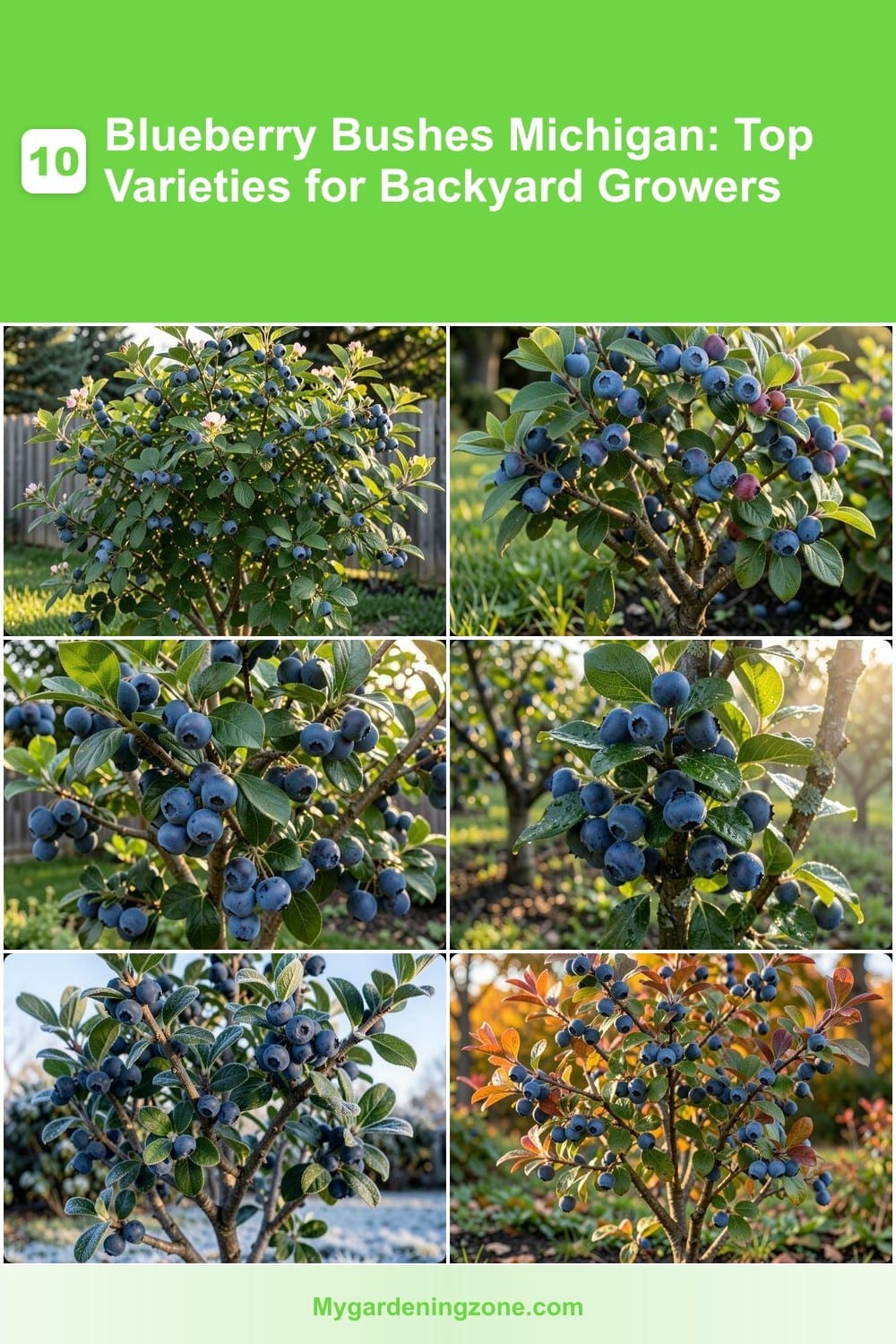10 Blueberry Bushes Michigan: Top Varieties for Backyard Growers