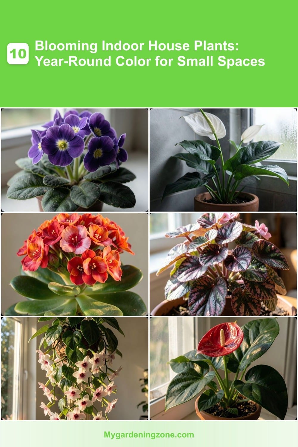 10 Blooming Indoor House Plants: Year-Round Color for Small Spaces