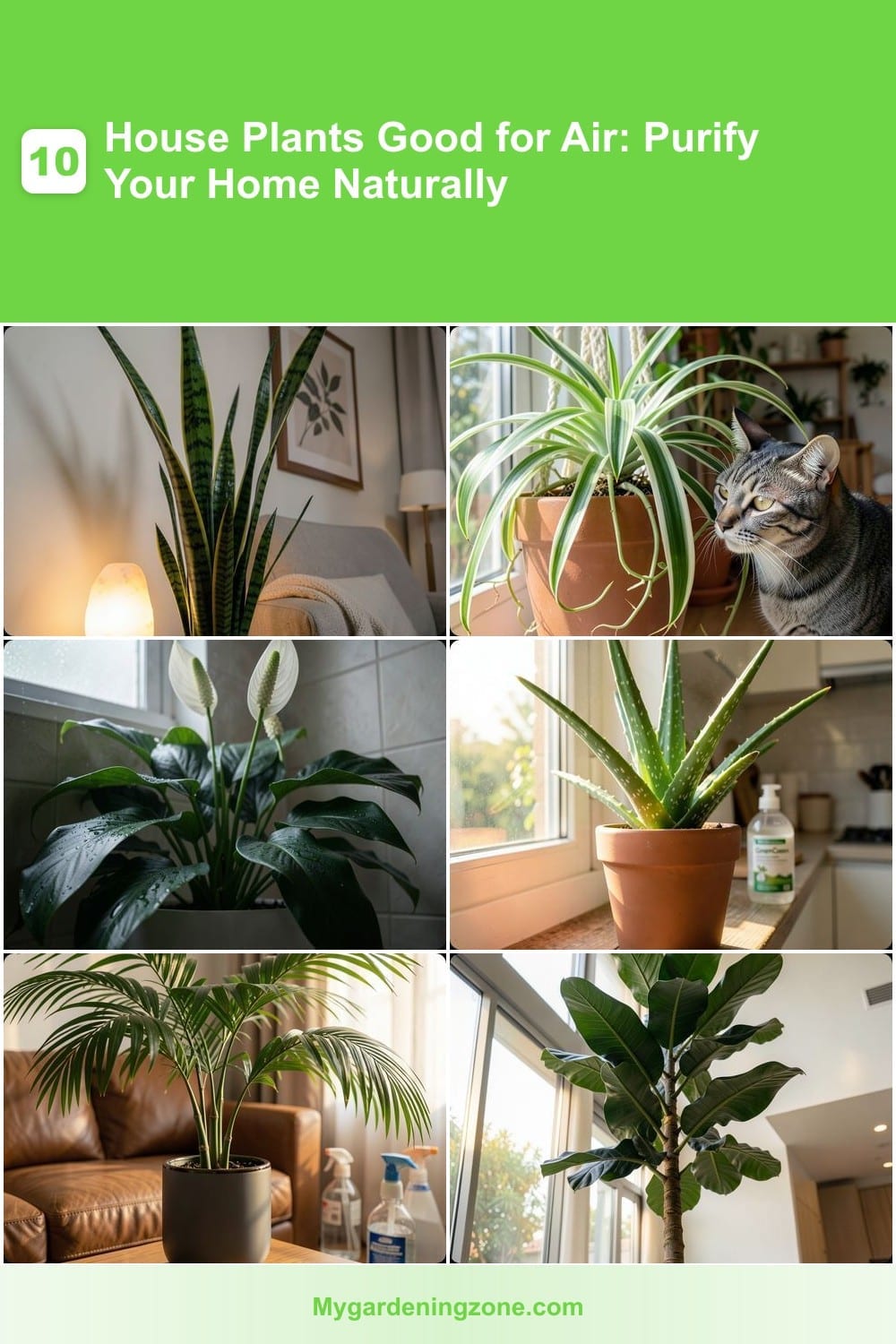 10 House Plants Good for Air: Purify Your Home Naturally