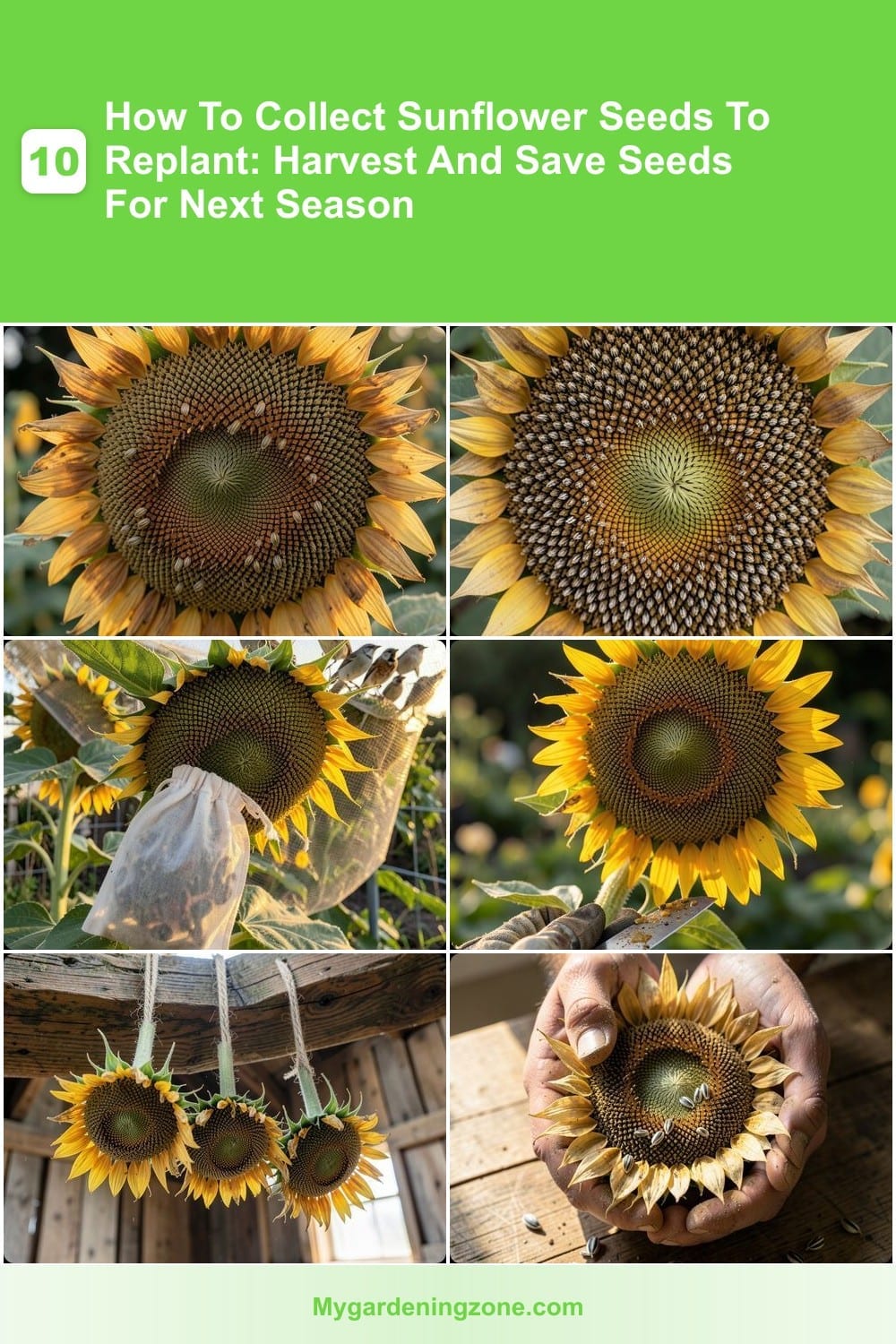 10 How To Collect Sunflower Seeds To Replant: Harvest And Save Seeds For Next Season