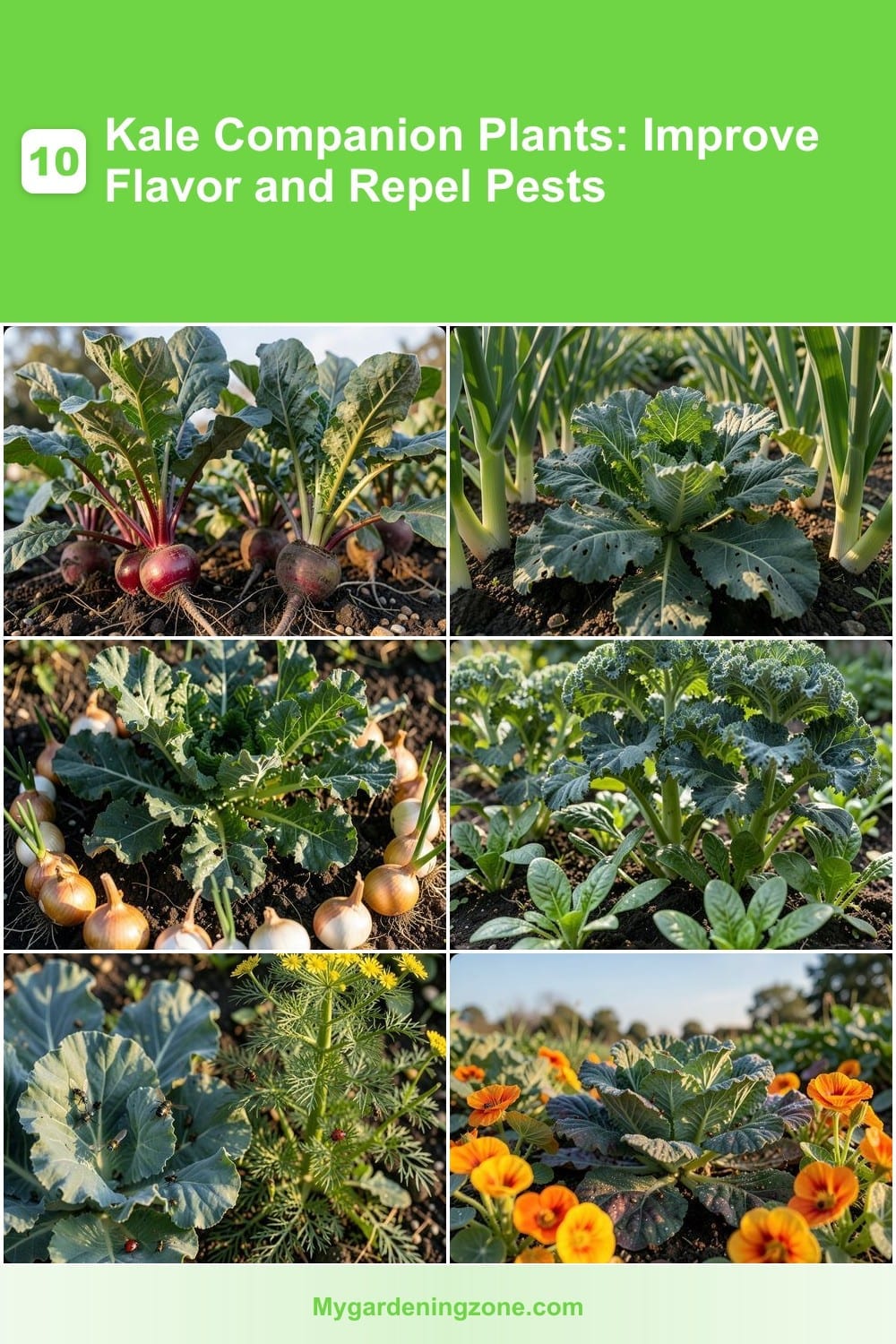 10 Kale Companion Plants: Improve Flavor and Repel Pests