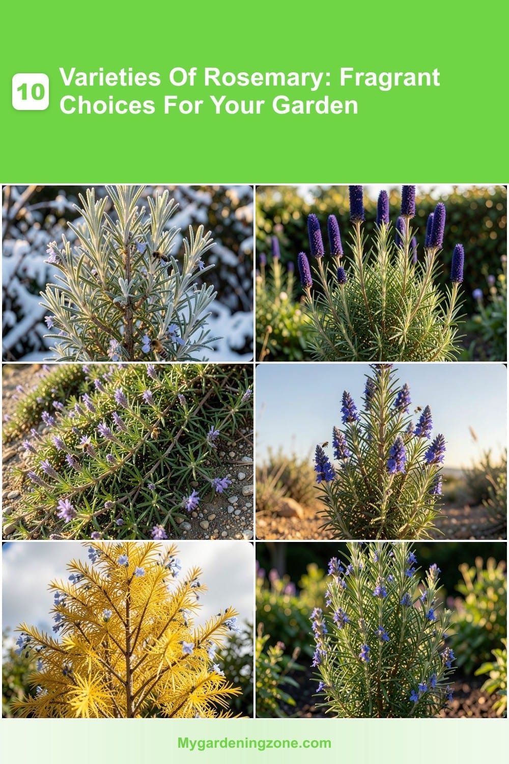 10 Varieties Of Rosemary: Fragrant Choices For Your Garden