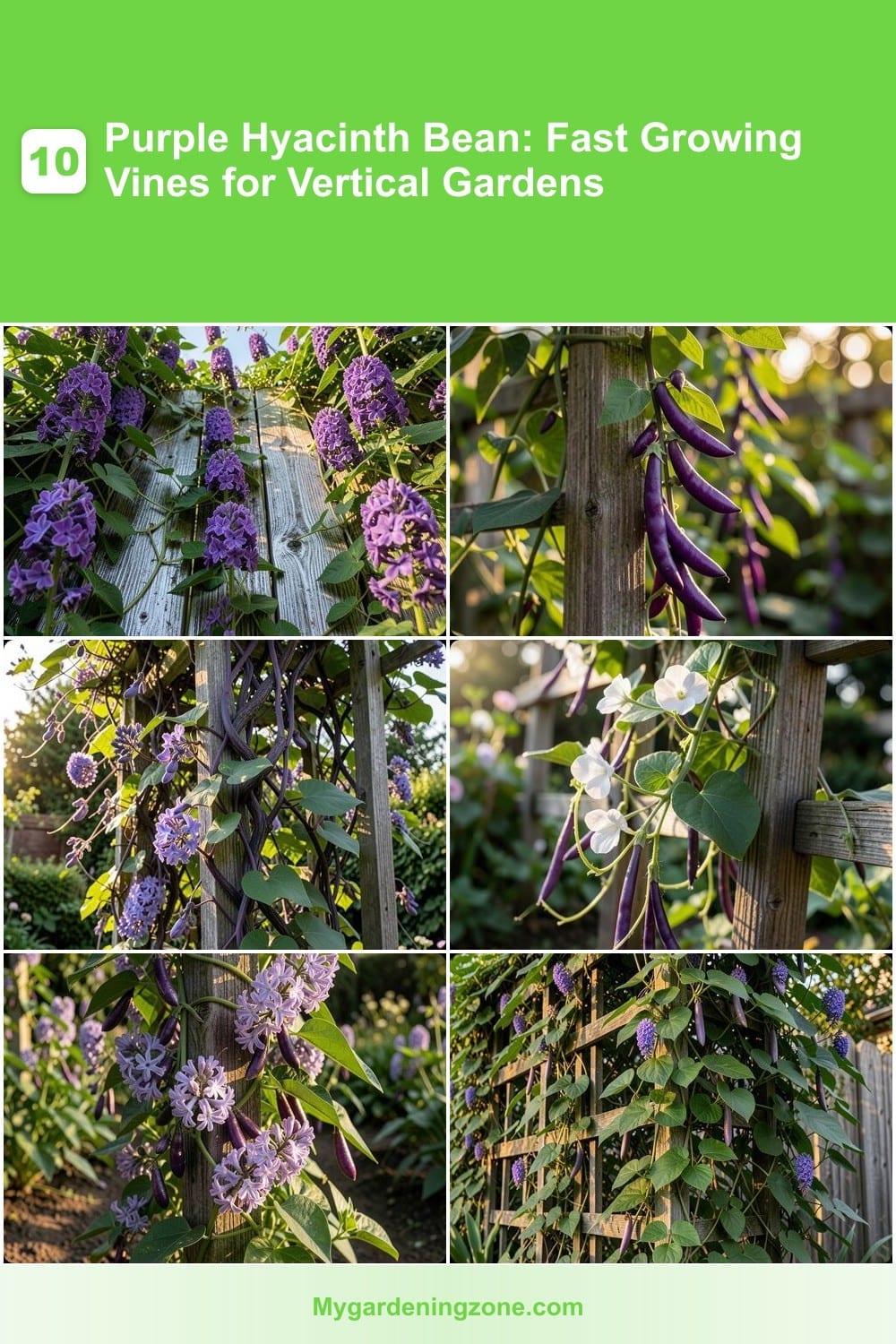10 Purple Hyacinth Bean: Fast Growing Vines for Vertical Gardens