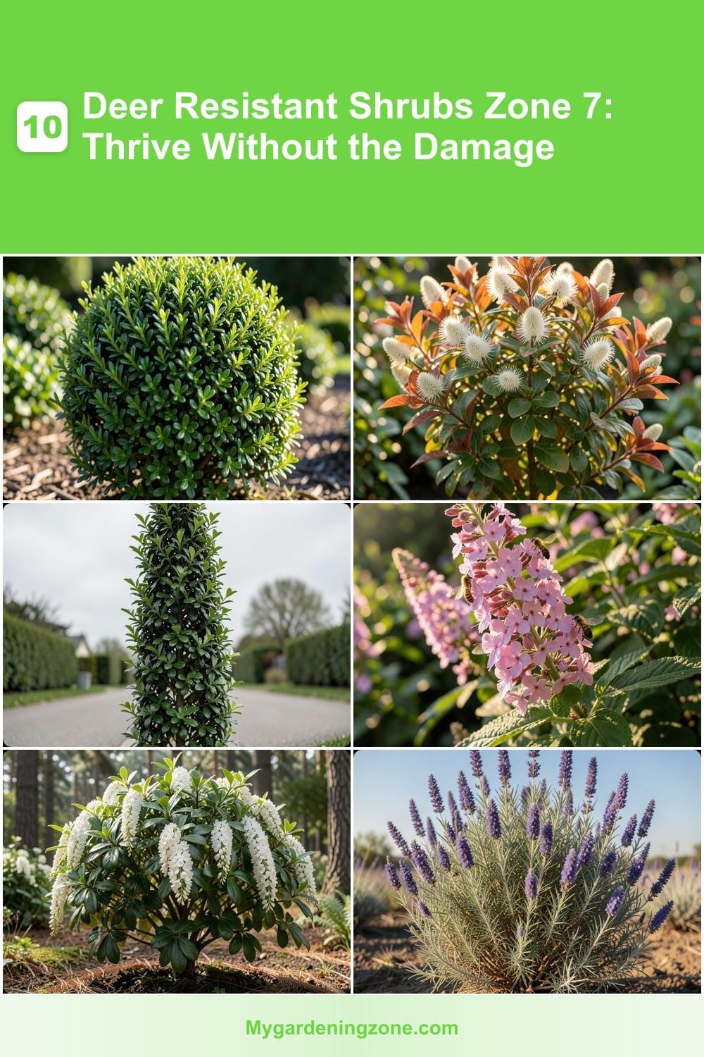 10 Deer Resistant Shrubs Zone 7: Thrive Without the Damage