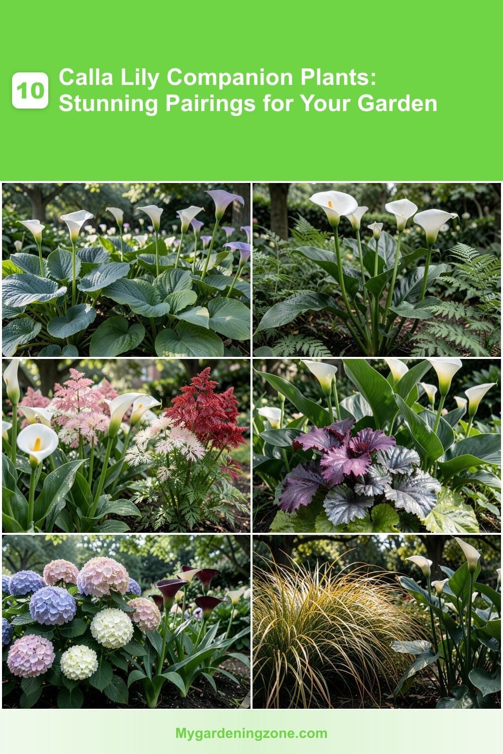 10 Calla Lily Companion Plants: Stunning Pairings for Your Garden
