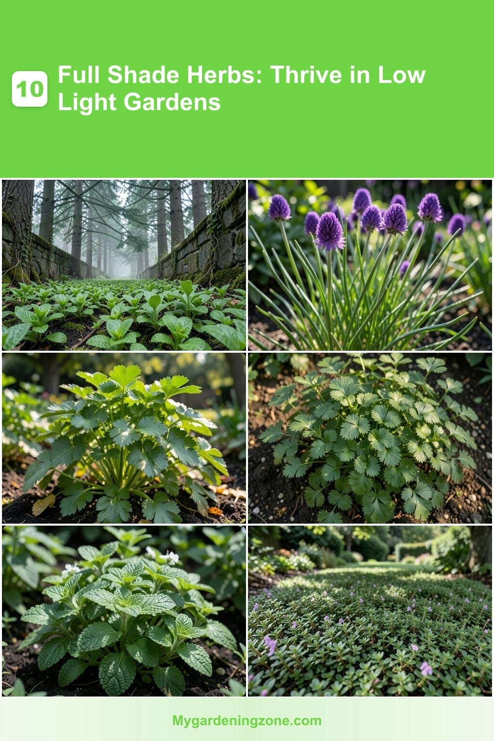 10 Full Shade Herbs: Thrive in Low Light Gardens 10 Full Shade Herbs: Thrive in Low Light Gardens