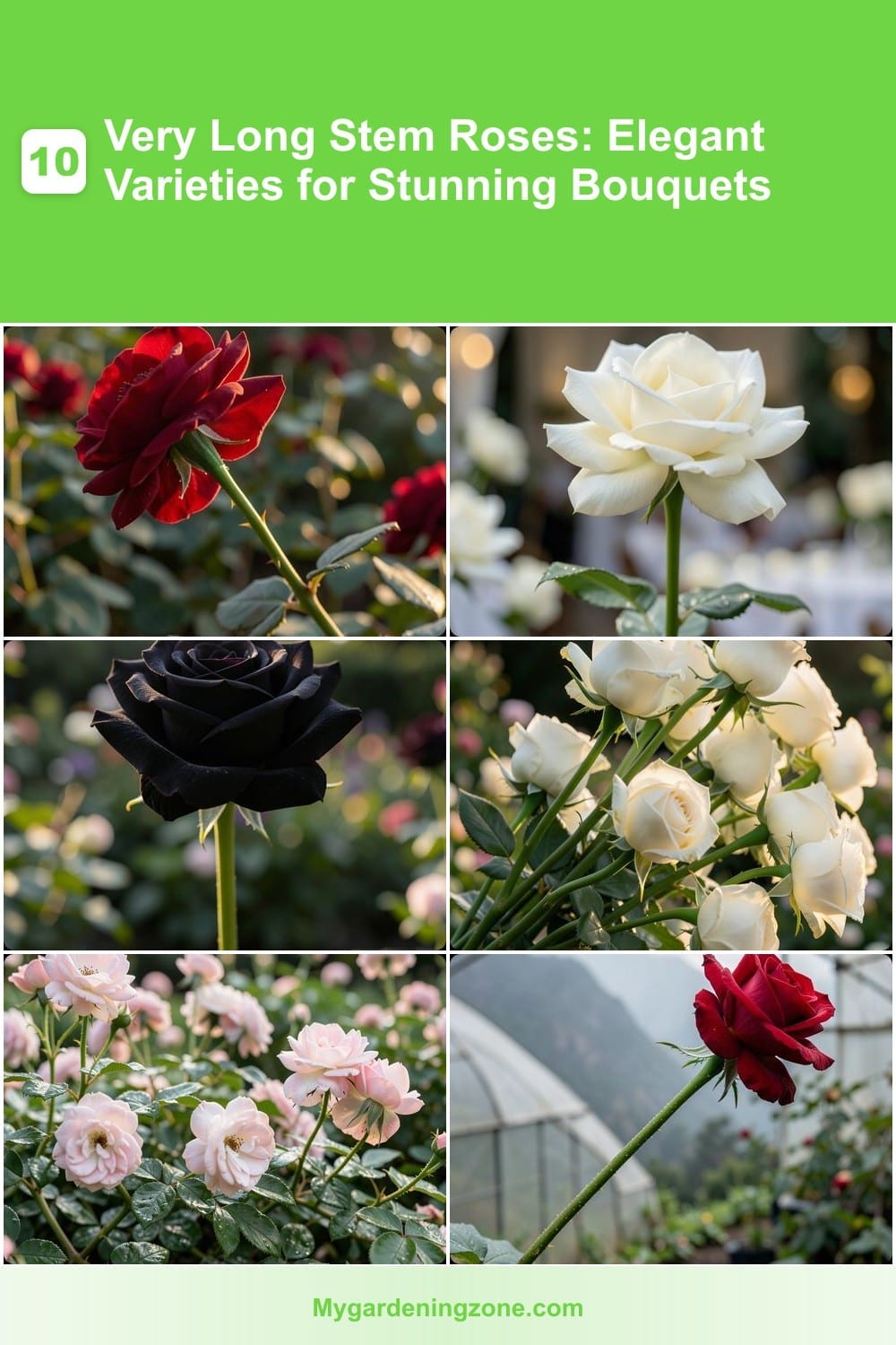 10 Very Long Stem Roses: Elegant Varieties for Stunning Bouquets 10 Very Long Stem Roses: Elegant Varieties for Stunning Bouquets