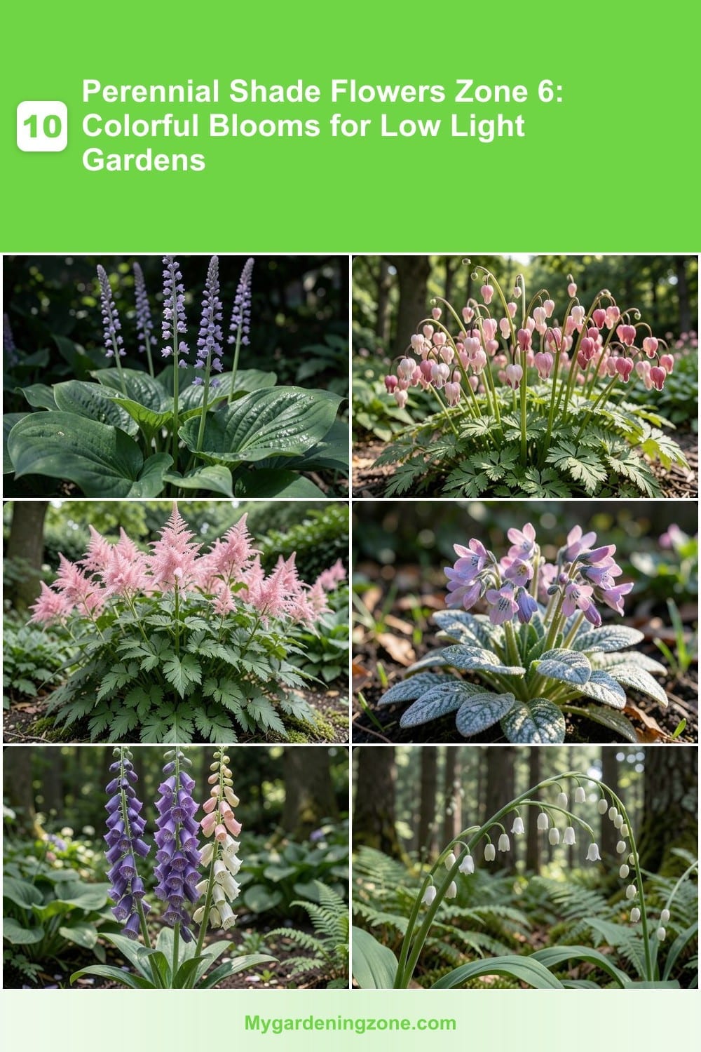 10 Perennial Shade Flowers Zone 6: Colorful Blooms for Low Light Gardens 10 Perennial Shade Flowers Zone 6: Colorful Blooms for Low Light Gardens