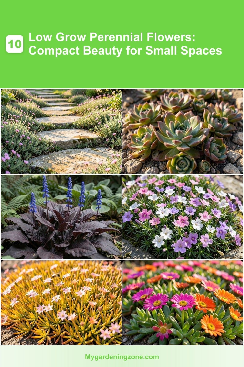 10 Low Grow Perennial Flowers: Compact Beauty for Small Spaces