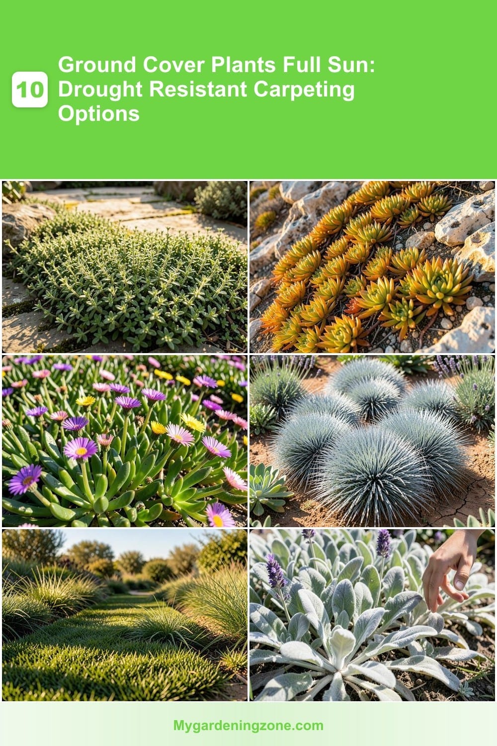 10 Ground Cover Plants Full Sun: Drought Resistant Carpeting Options 10 Ground Cover Plants Full Sun: Drought Resistant Carpeting Options