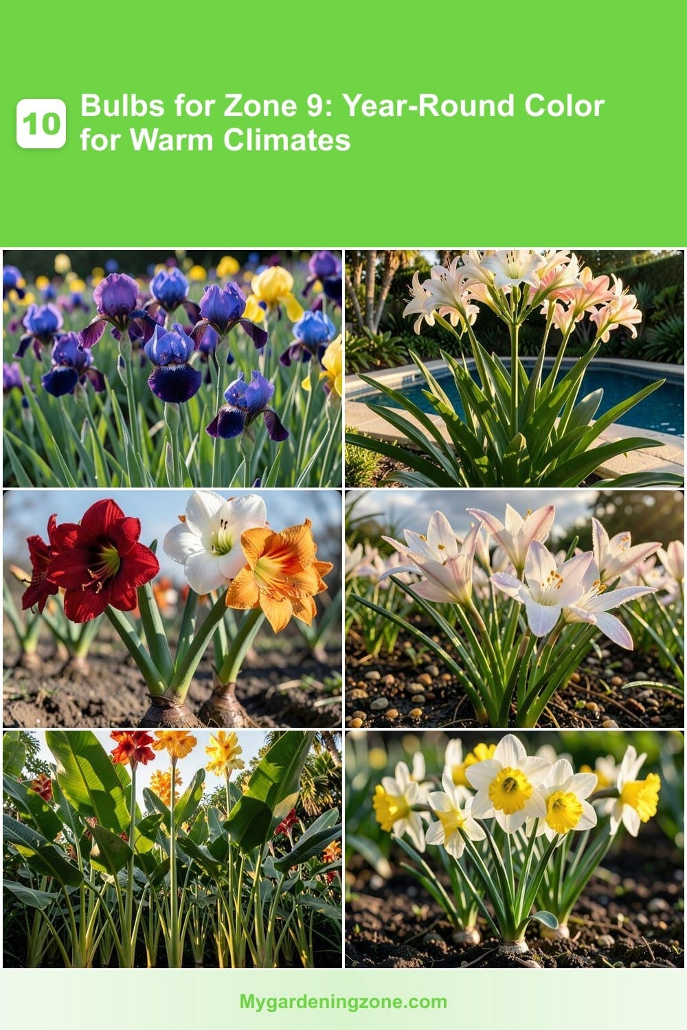 10 Bulbs for Zone 9: Year-Round Color for Warm Climates 10 Bulbs for Zone 9: Year-Round Color for Warm Climates