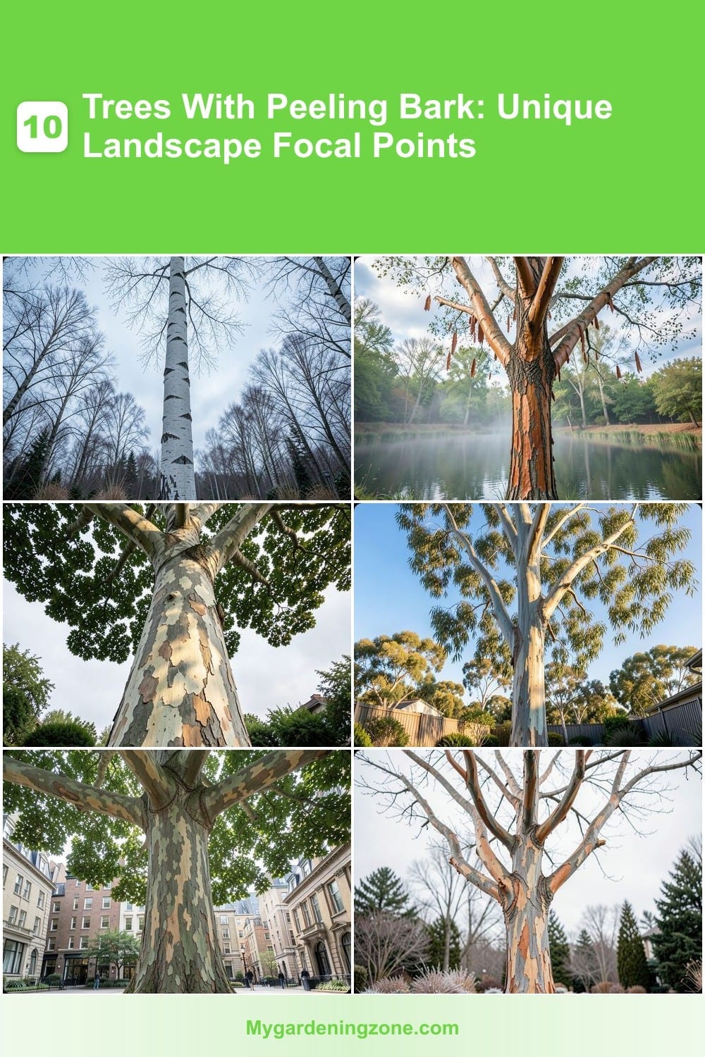 10 Trees With Peeling Bark: Unique Landscape Focal Points