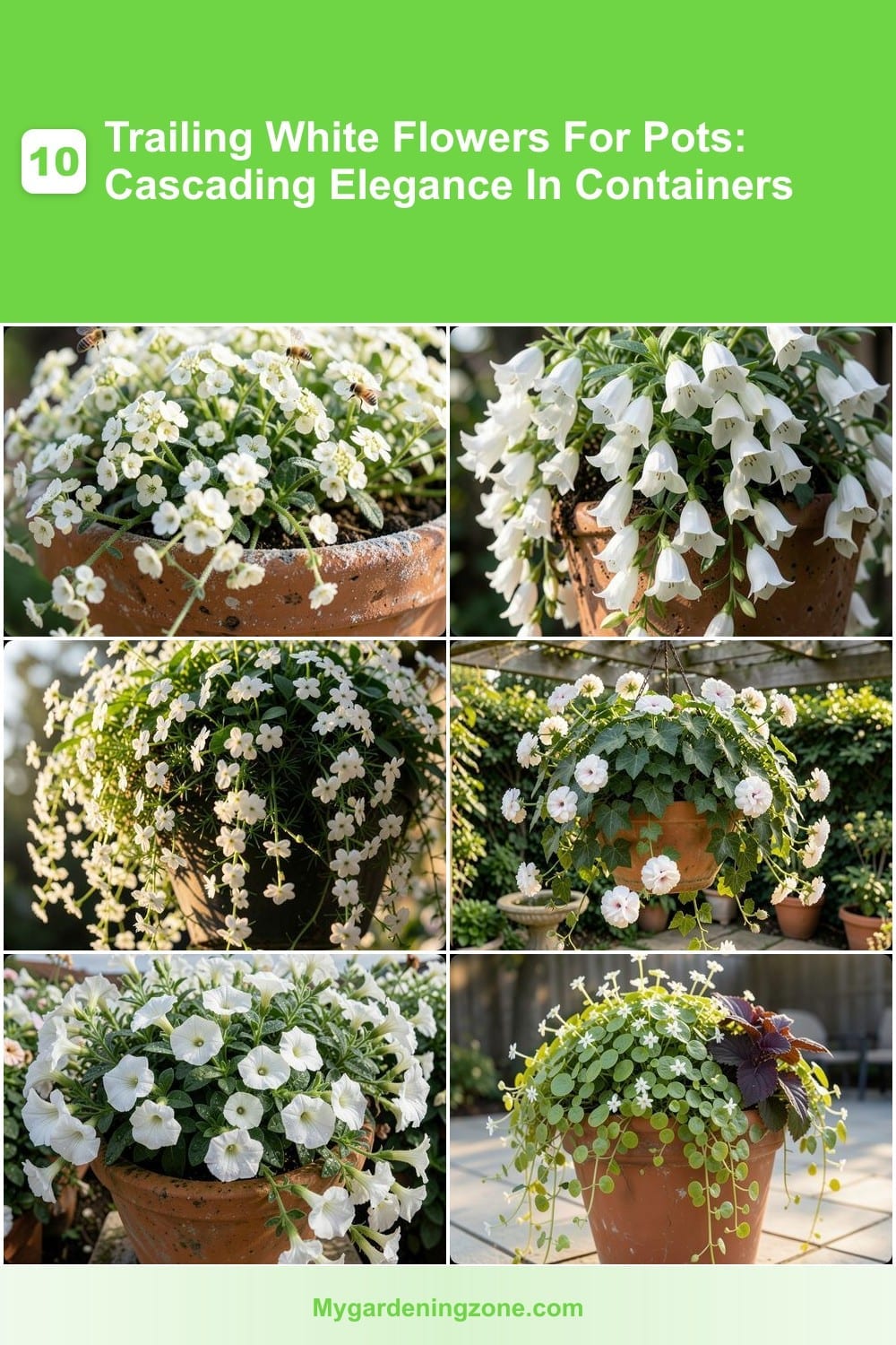 10 Trailing White Flowers For Pots: Cascading Elegance In Containers 10 Trailing White Flowers For Pots: Cascading Elegance In Containers