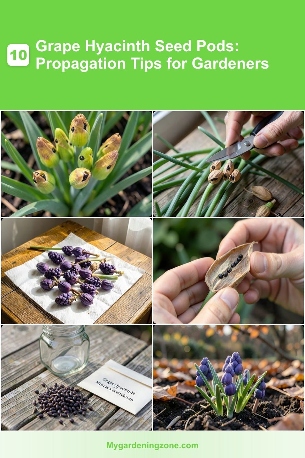 10 Grape Hyacinth Seed Pods: Propagation Tips for Gardeners