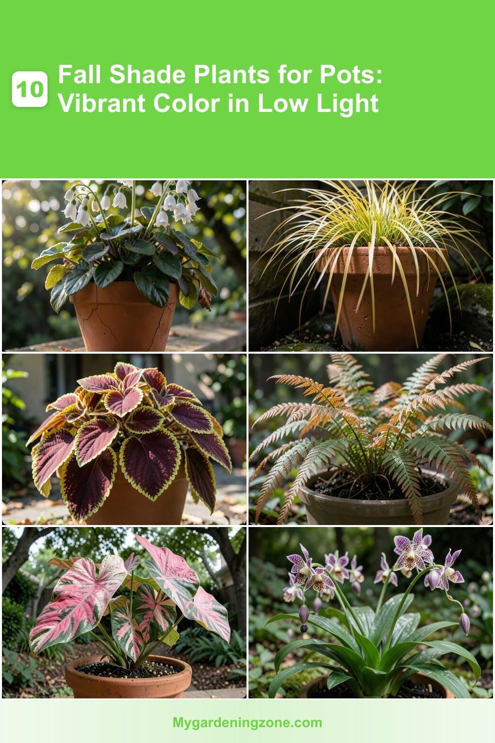 10 Fall Shade Plants for Pots: Vibrant Color in Low Light 10 Fall Shade Plants for Pots: Vibrant Color in Low Light