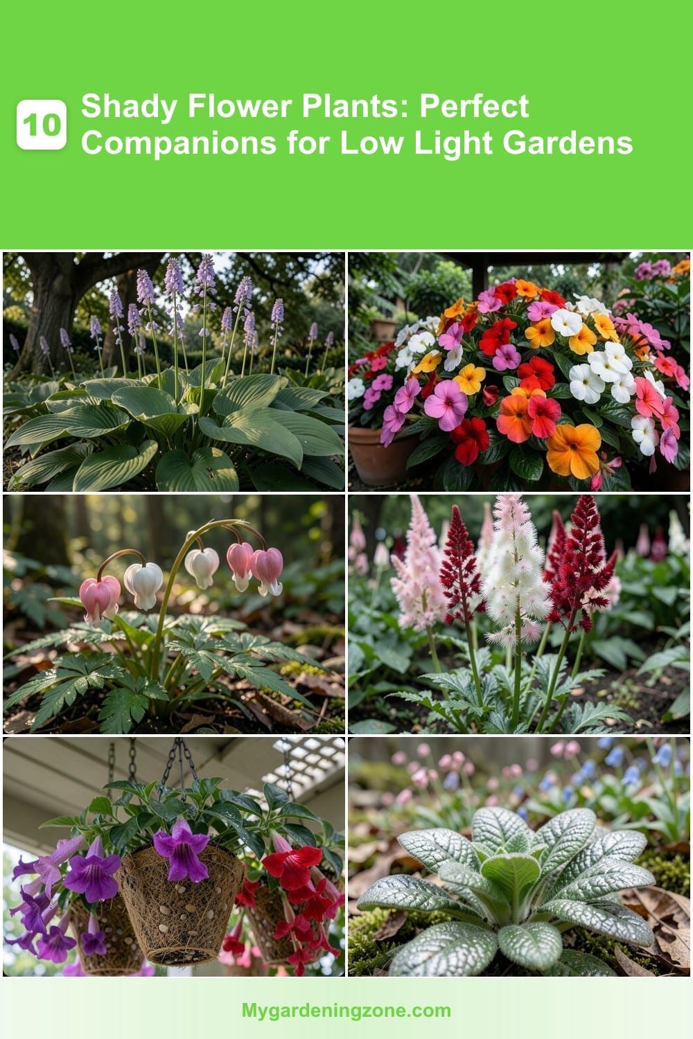 10 Shady Flower Plants: Perfect Companions for Low Light Gardens