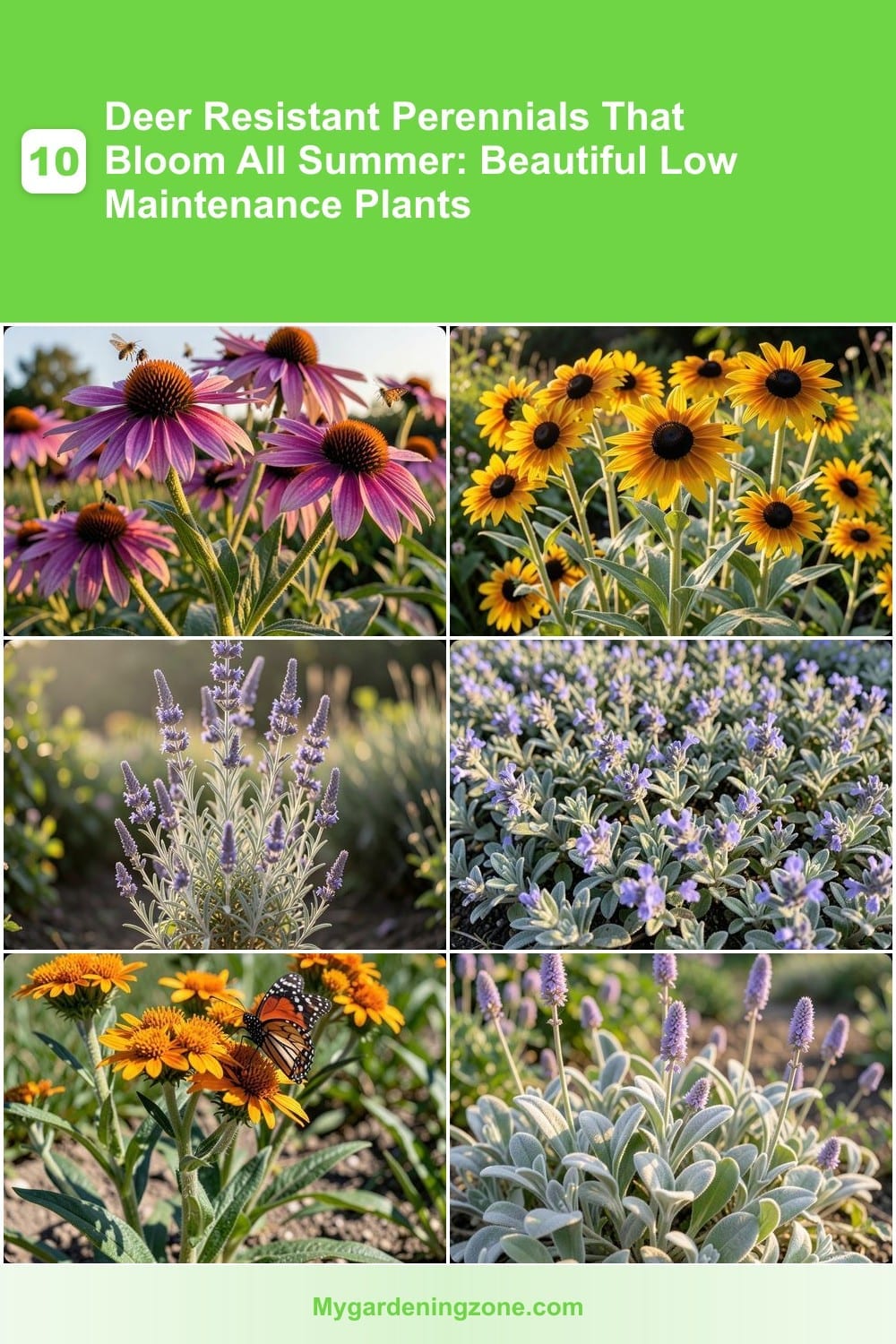 10 Deer Resistant Perennials That Bloom All Summer: Beautiful Low Maintenance Plants