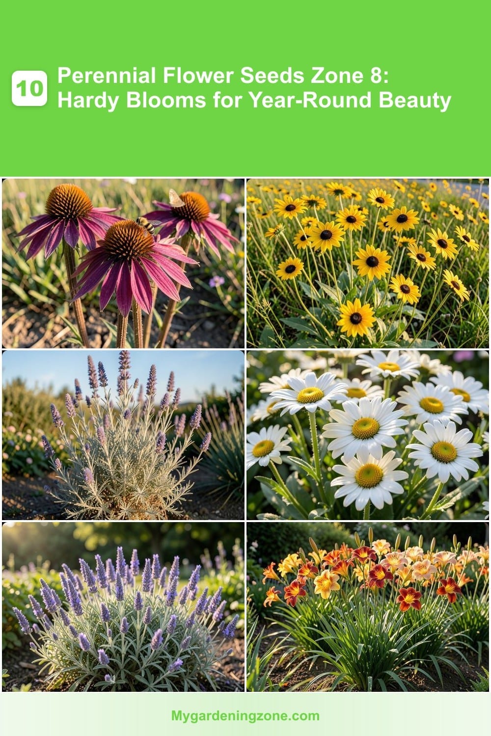 10 Perennial Flower Seeds Zone 8: Hardy Blooms for Year-Round Beauty 10 Perennial Flower Seeds Zone 8: Hardy Blooms for Year-Round Beauty