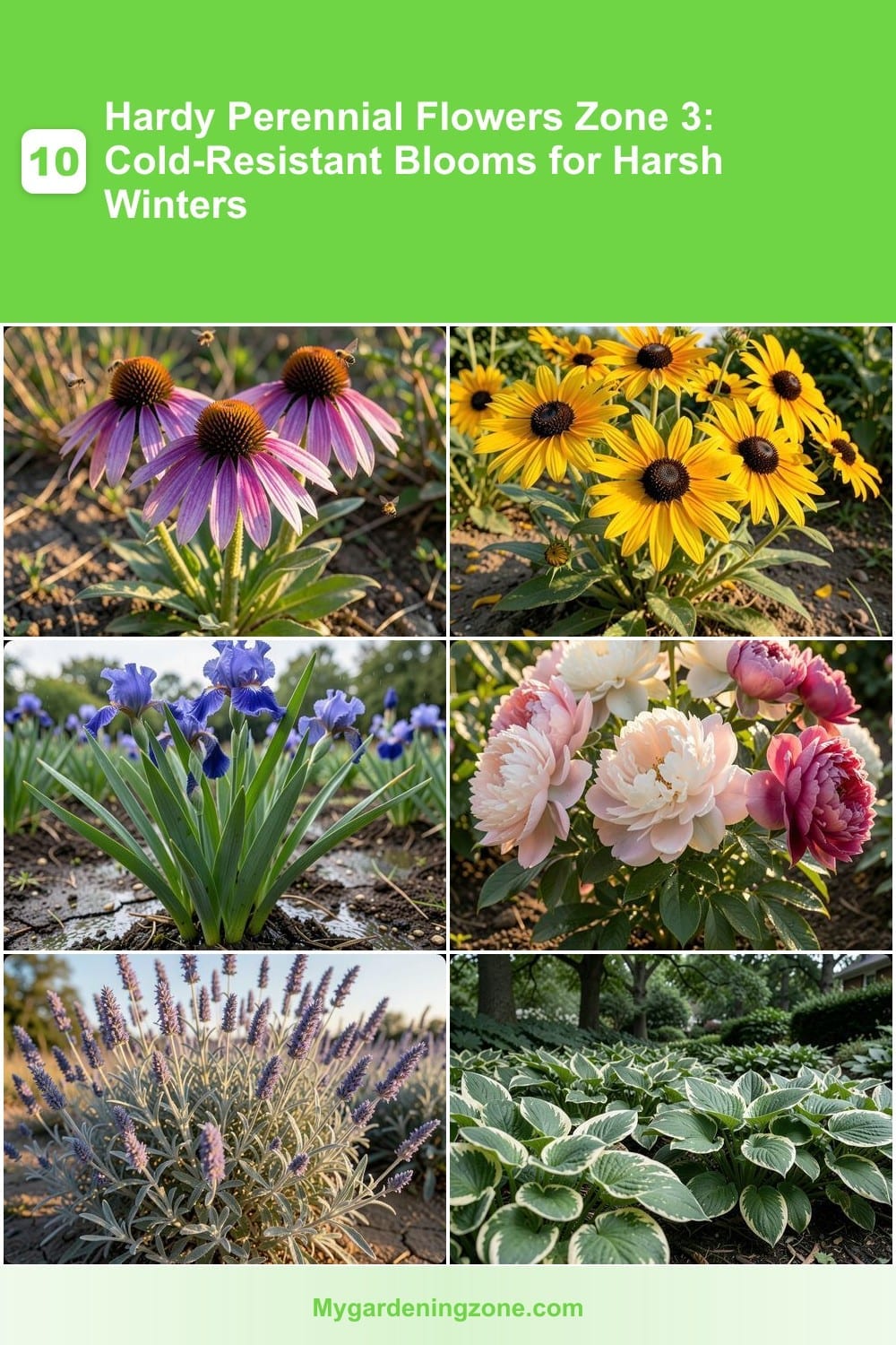 10 Hardy Perennial Flowers Zone 3: Cold-Resistant Blooms for Harsh Winters