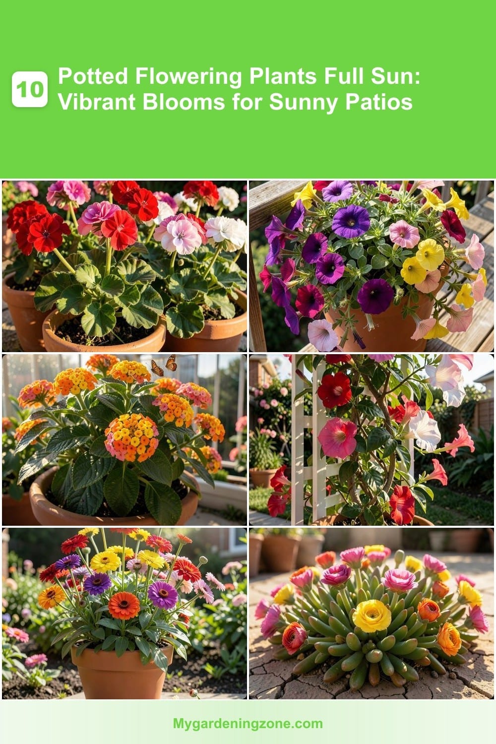 10 Potted Flowering Plants Full Sun: Vibrant Blooms for Sunny Patios