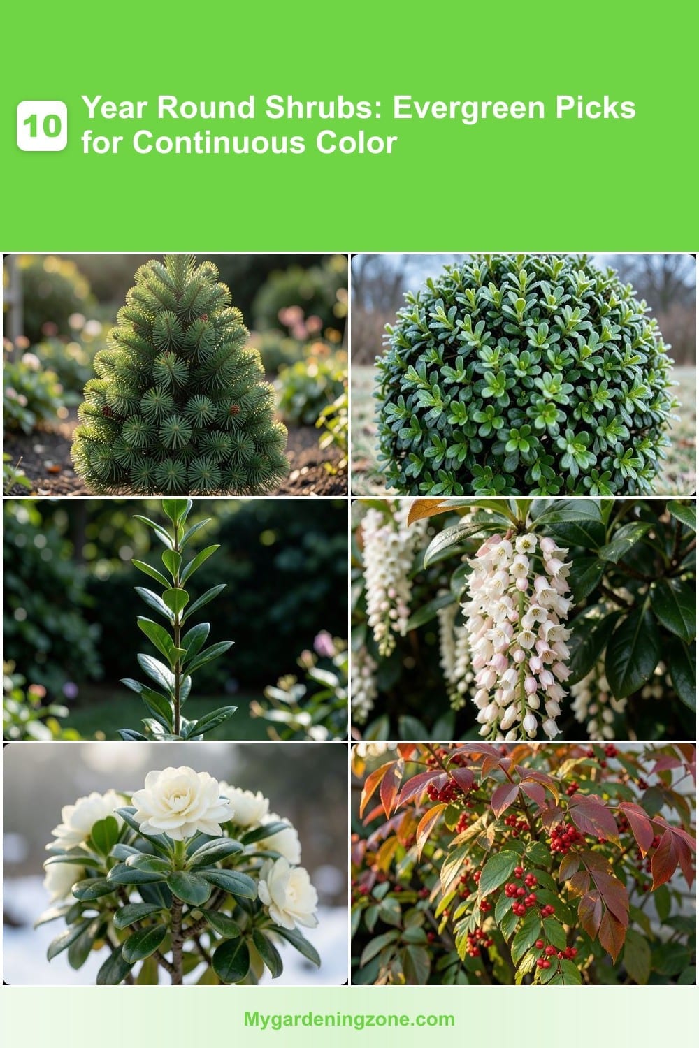 10 Year Round Shrubs: Evergreen Picks for Continuous Color 10 Year Round Shrubs: Evergreen Picks for Continuous Color