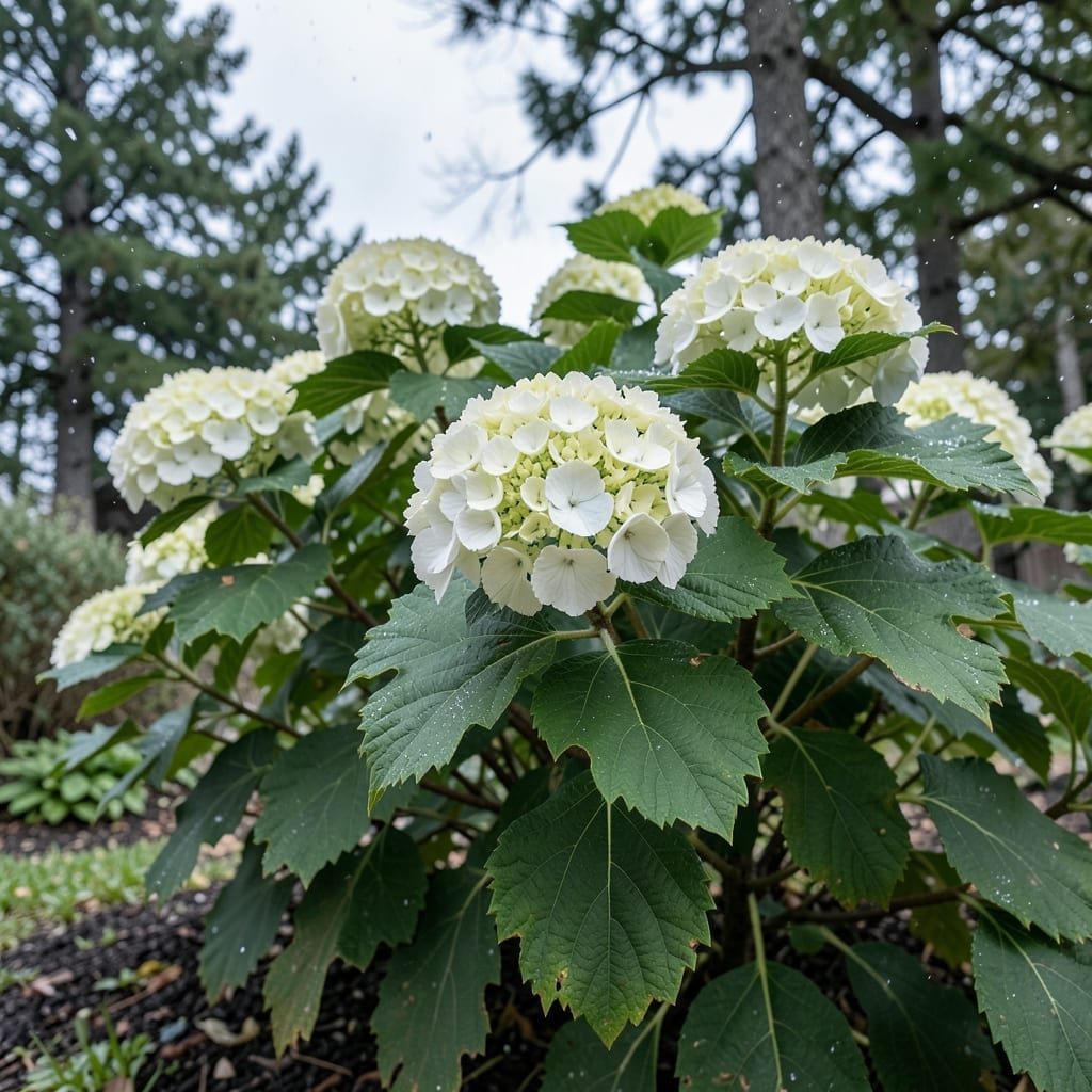 Jetstream Oak Leaf Hydrangea