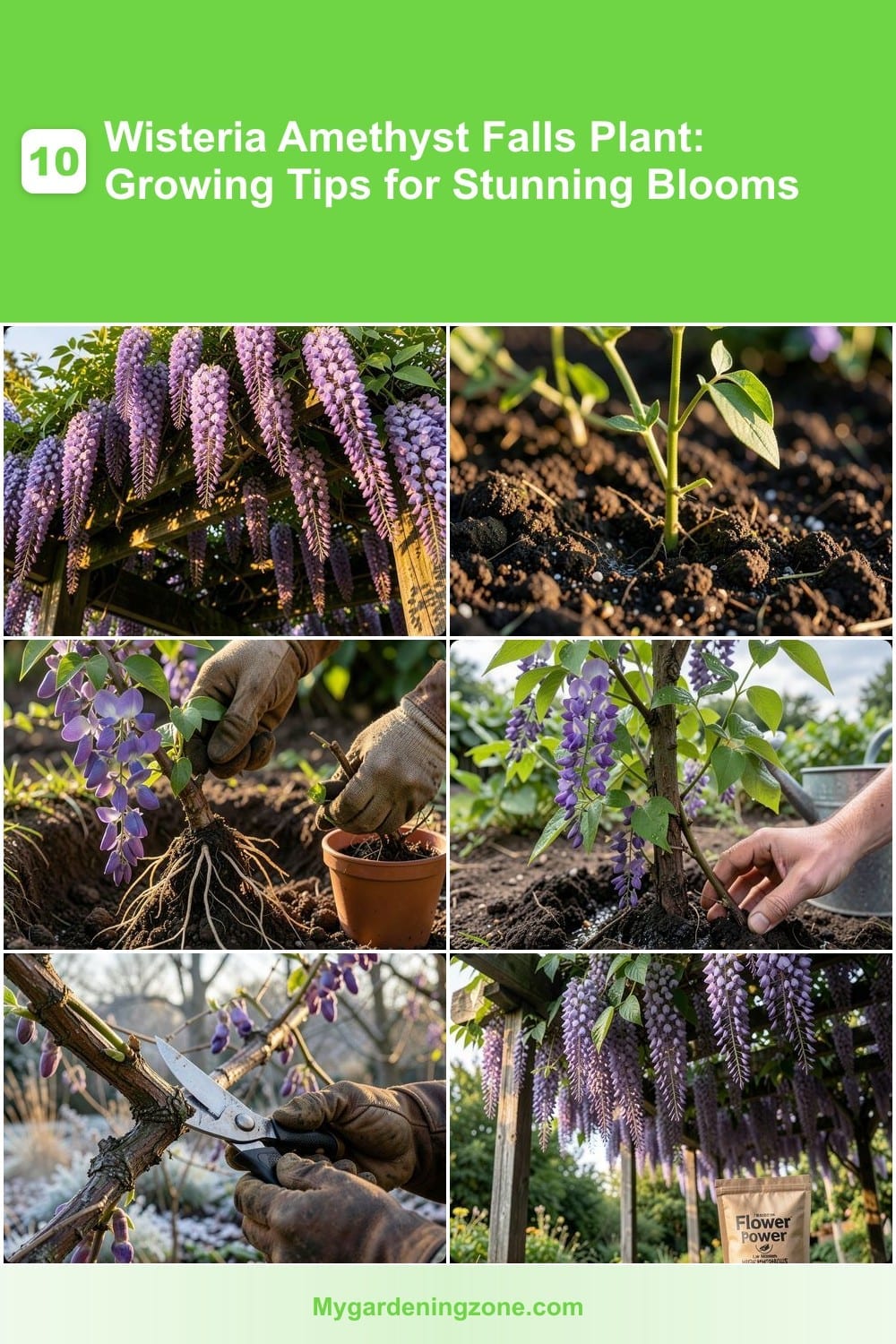10 Wisteria Amethyst Falls Plant: Growing Tips for Stunning Blooms