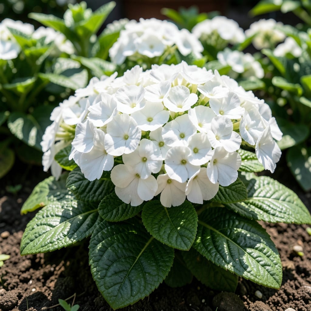 SunPatiens Compact White