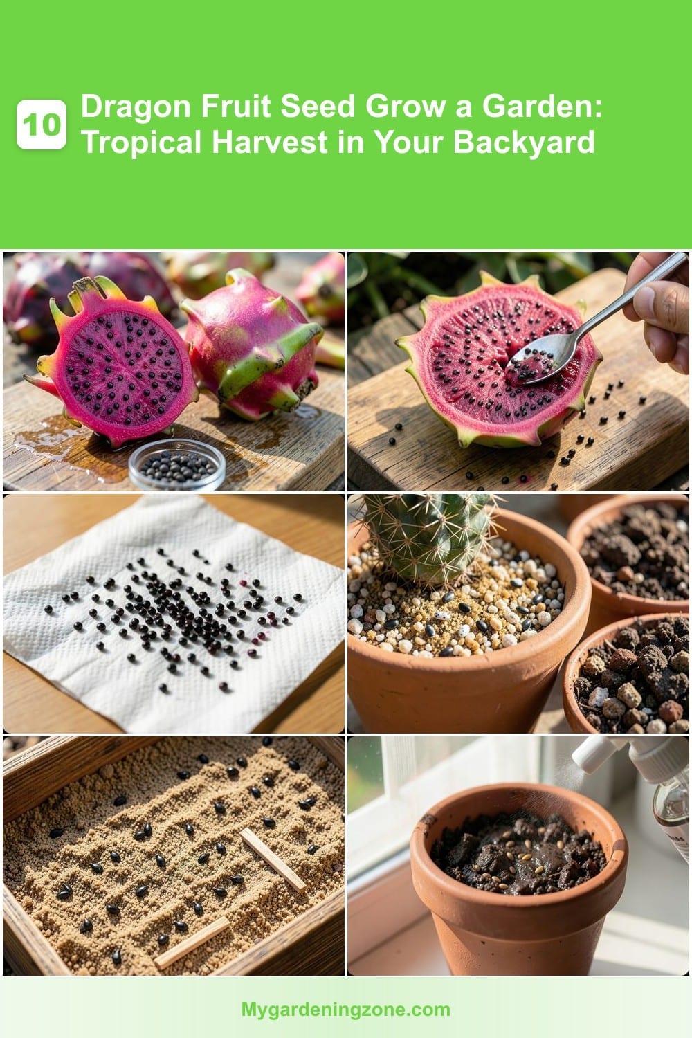 10 Dragon Fruit Seed Grow a Garden: Tropical Harvest in Your Backyard