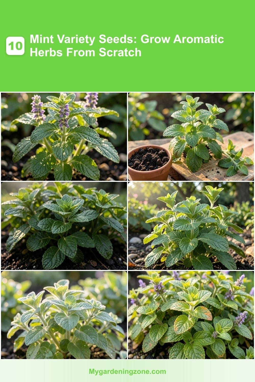 10 Mint Variety Seeds: Grow Aromatic Herbs From Scratch