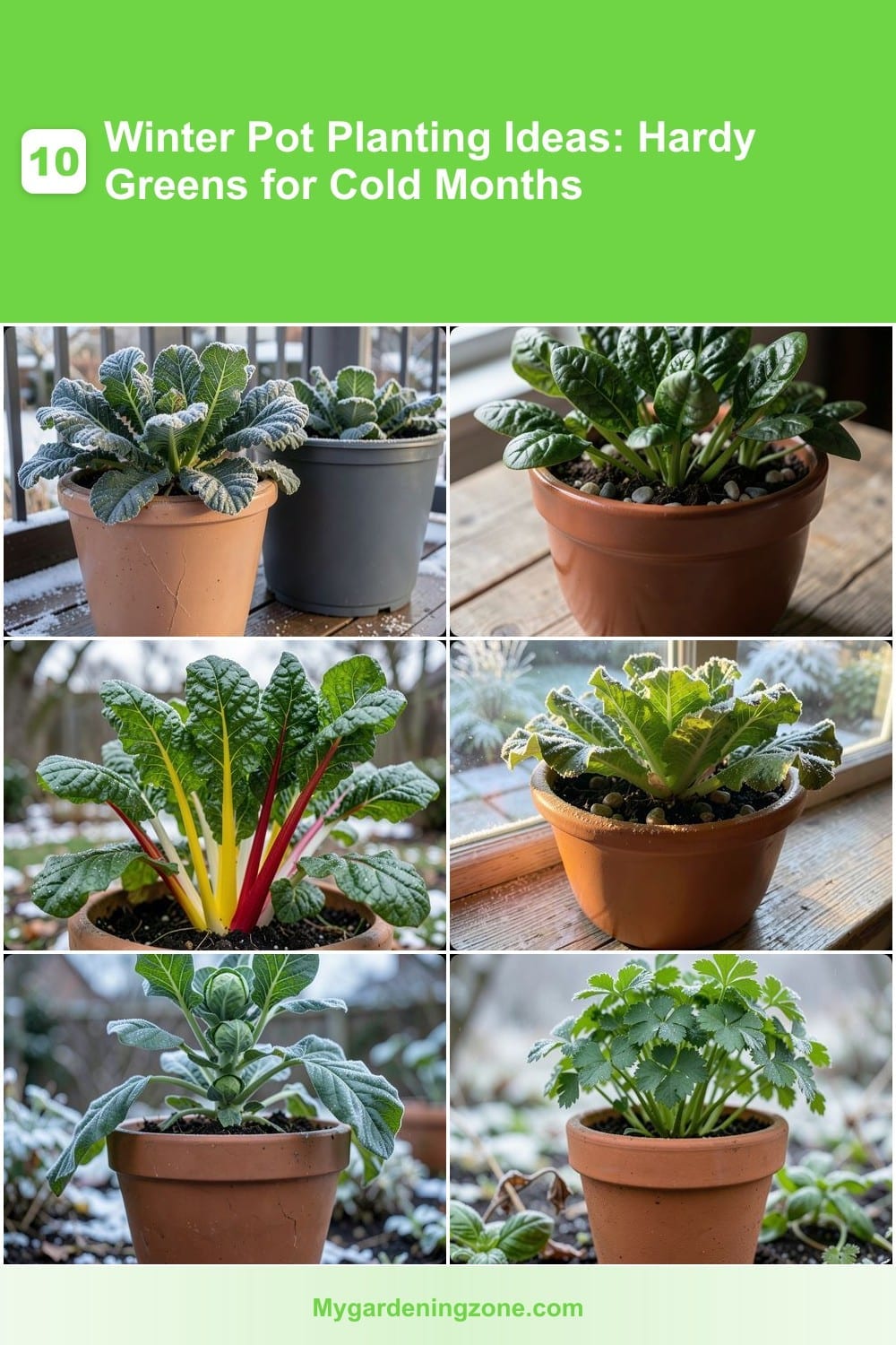 10 Winter Pot Planting Ideas: Hardy Greens for Cold Months