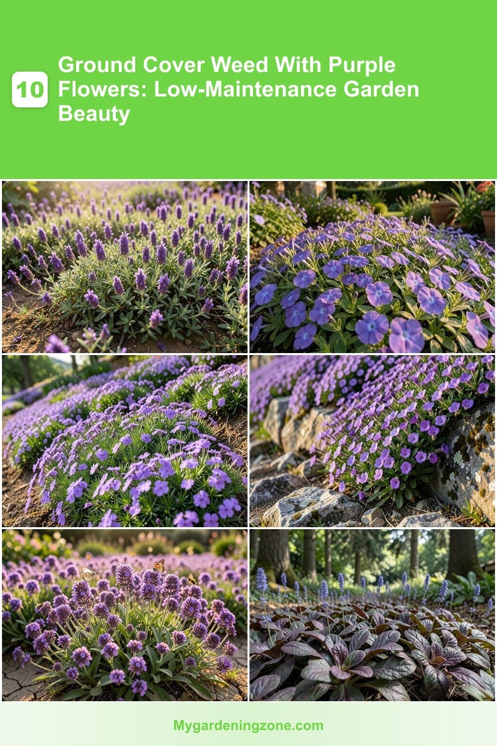 10 Ground Cover Weed With Purple Flowers: Low-Maintenance Garden Beauty