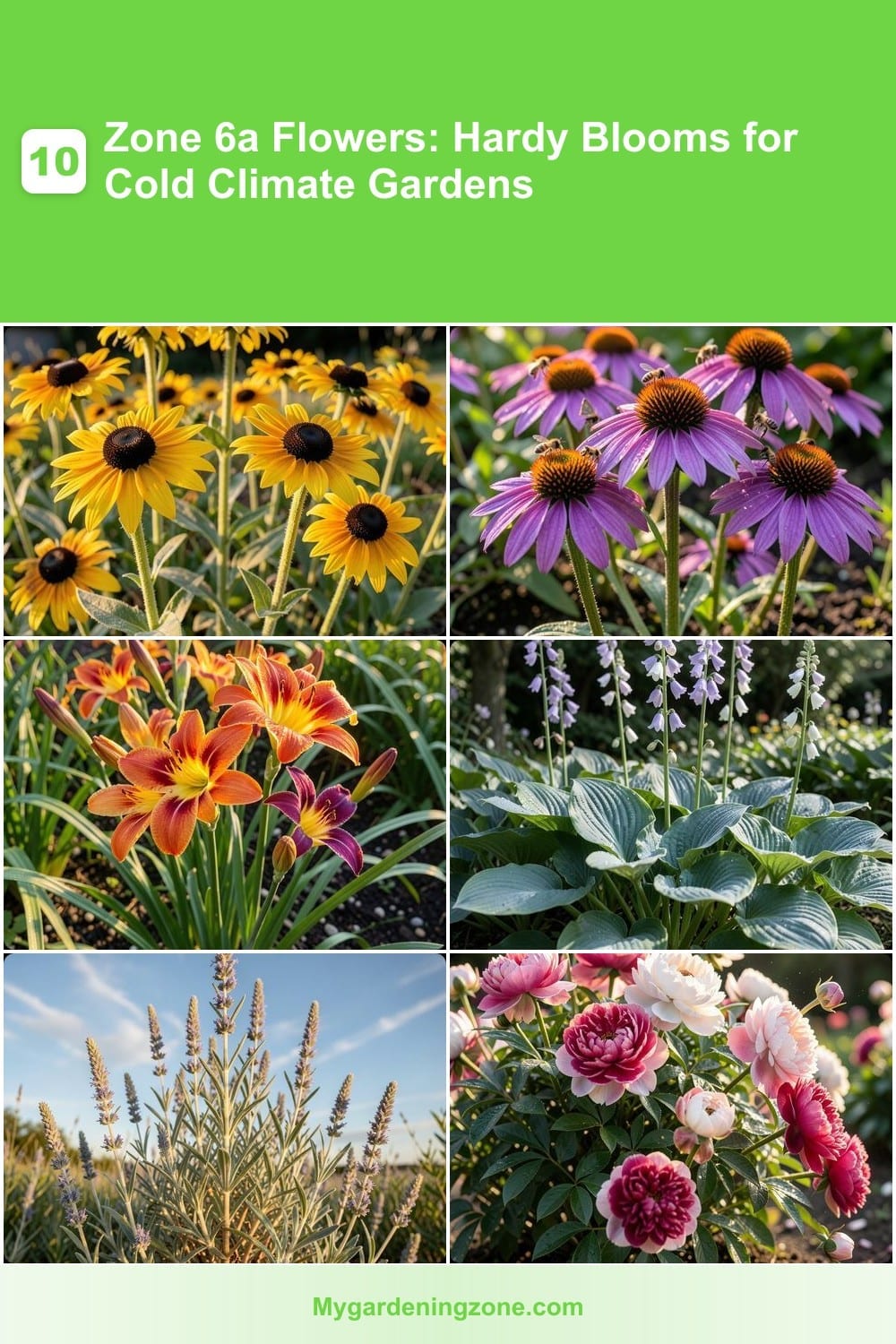10 Zone 6a Flowers: Hardy Blooms for Cold Climate Gardens 10 Zone 6a Flowers: Hardy Blooms for Cold Climate Gardens