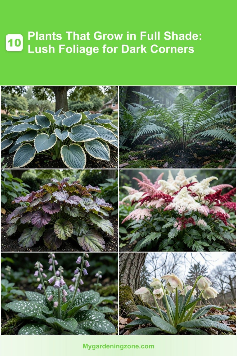 10 Plants That Grow in Full Shade: Lush Foliage for Dark Corners 10 Plants That Grow in Full Shade: Lush Foliage for Dark Corners