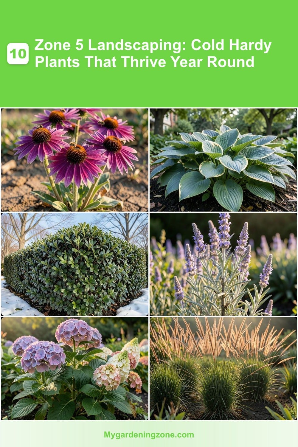 10 Zone 5 Landscaping: Cold Hardy Plants That Thrive Year Round 10 Zone 5 Landscaping: Cold Hardy Plants That Thrive Year Round
