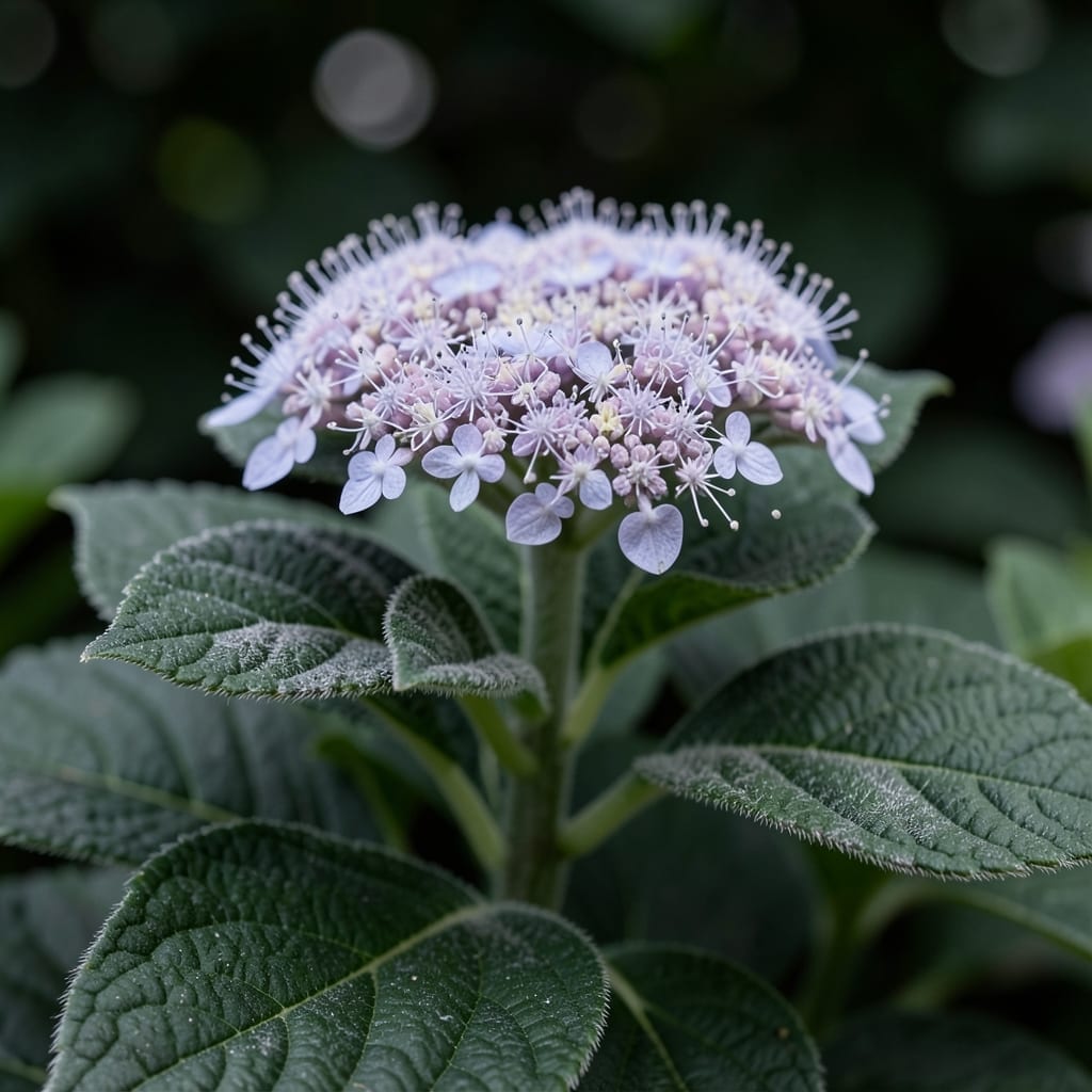 Hydrangea Aspera Villosa