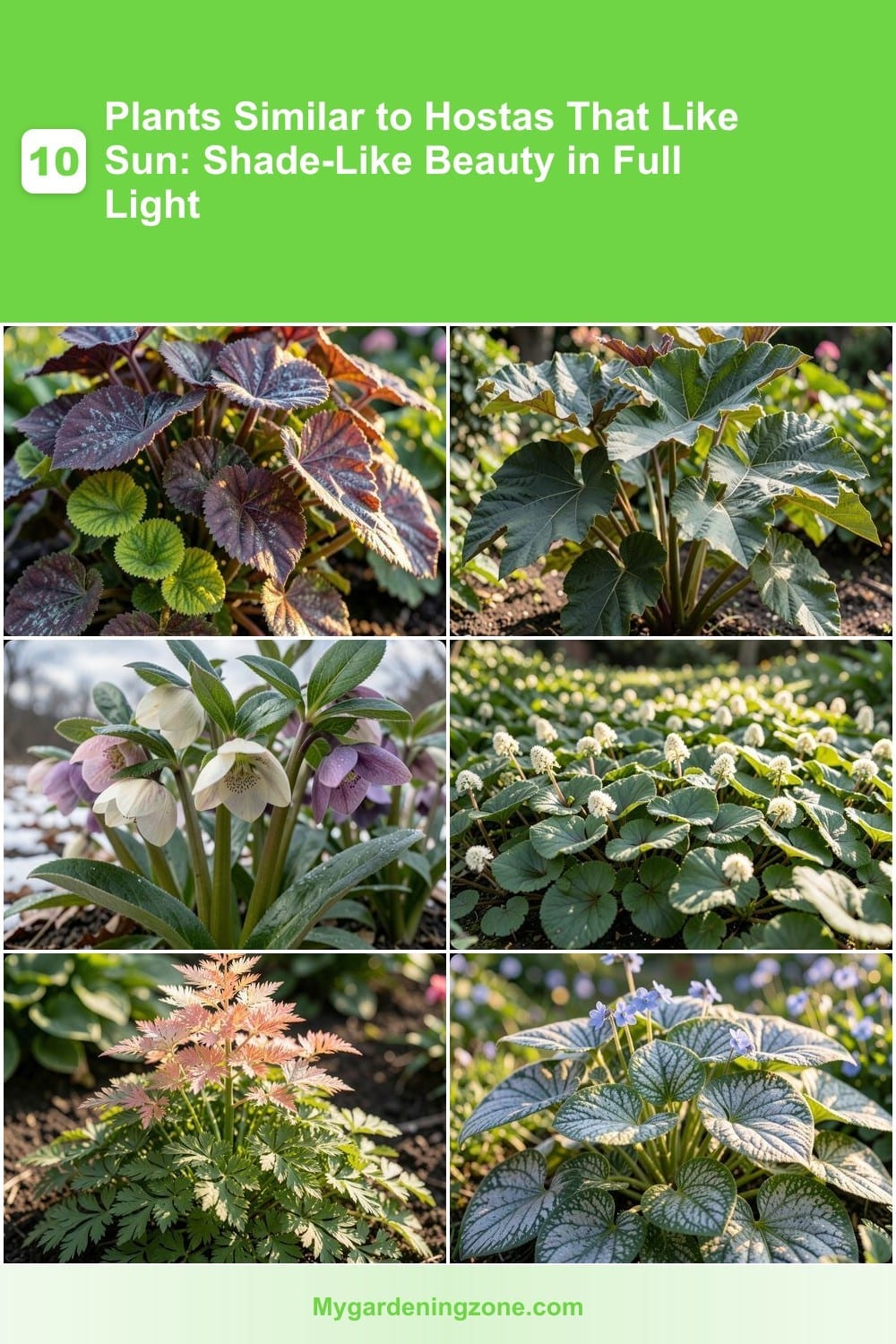 10 Plants Similar to Hostas That Like Sun: Shade-Like Beauty in Full Light