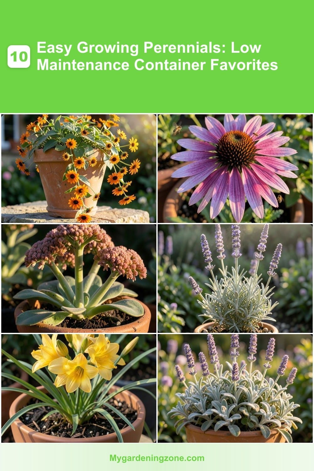 10 Easy Growing Perennials: Low Maintenance Container Favorites 10 Easy Growing Perennials: Low Maintenance Container Favorites