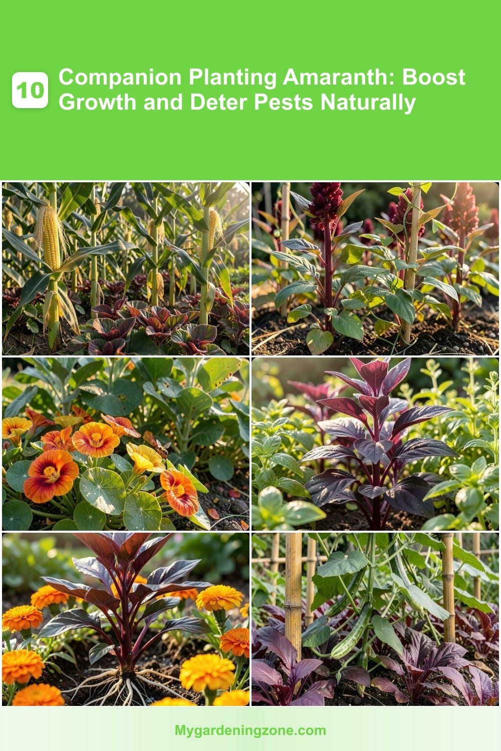 10 Companion Planting Amaranth: Boost Growth and Deter Pests Naturally