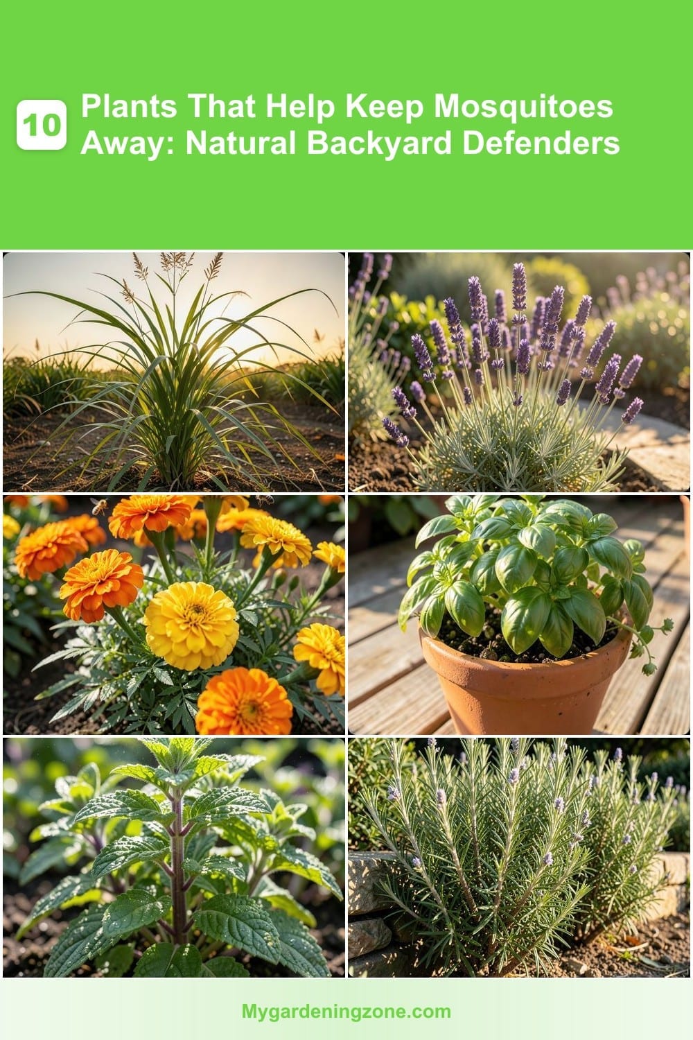10 Plants That Help Keep Mosquitoes Away: Natural Backyard Defenders