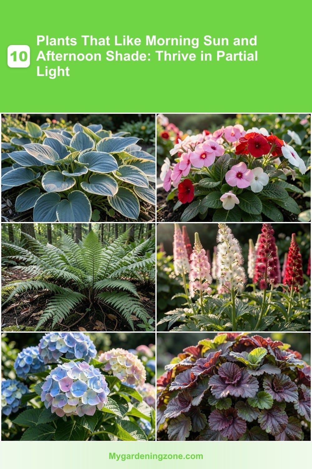 10 Plants That Like Morning Sun and Afternoon Shade: Thrive in Partial Light 10 Plants That Like Morning Sun and Afternoon Shade: Thrive in Partial Light