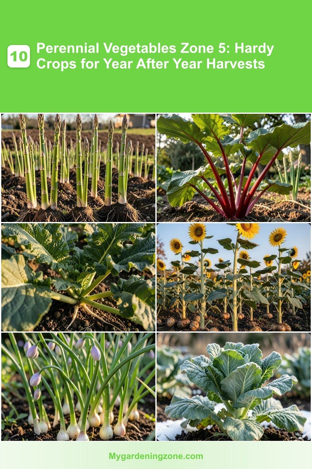 10 Perennial Vegetables Zone 5: Hardy Crops for Year After Year Harvests 10 Perennial Vegetables Zone 5: Hardy Crops for Year After Year Harvests