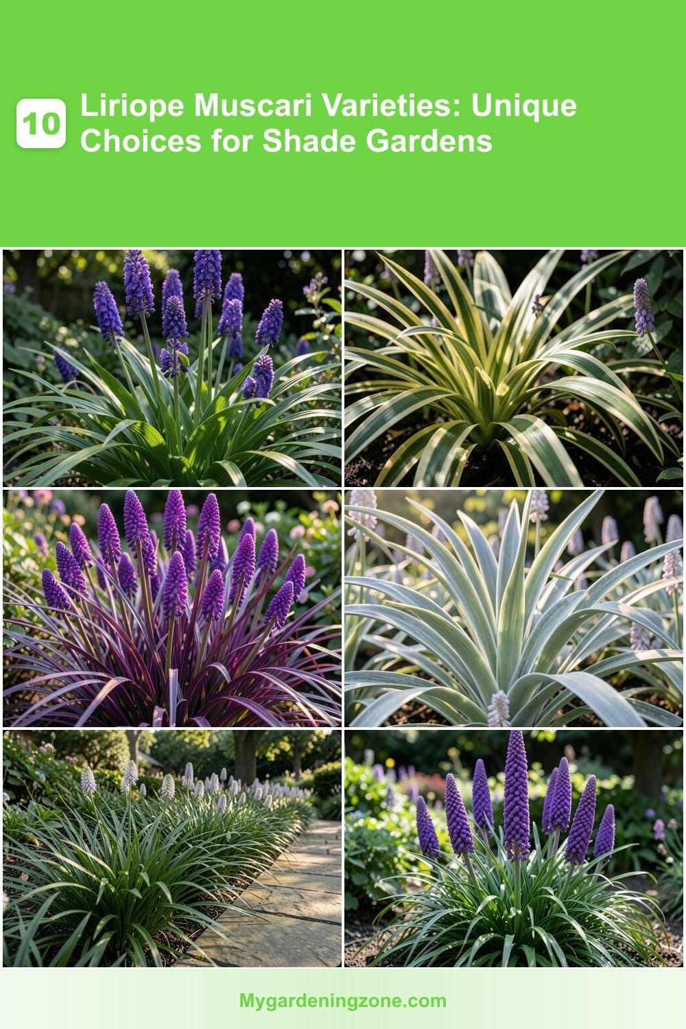 10 Liriope Muscari Varieties: Unique Choices for Shade Gardens