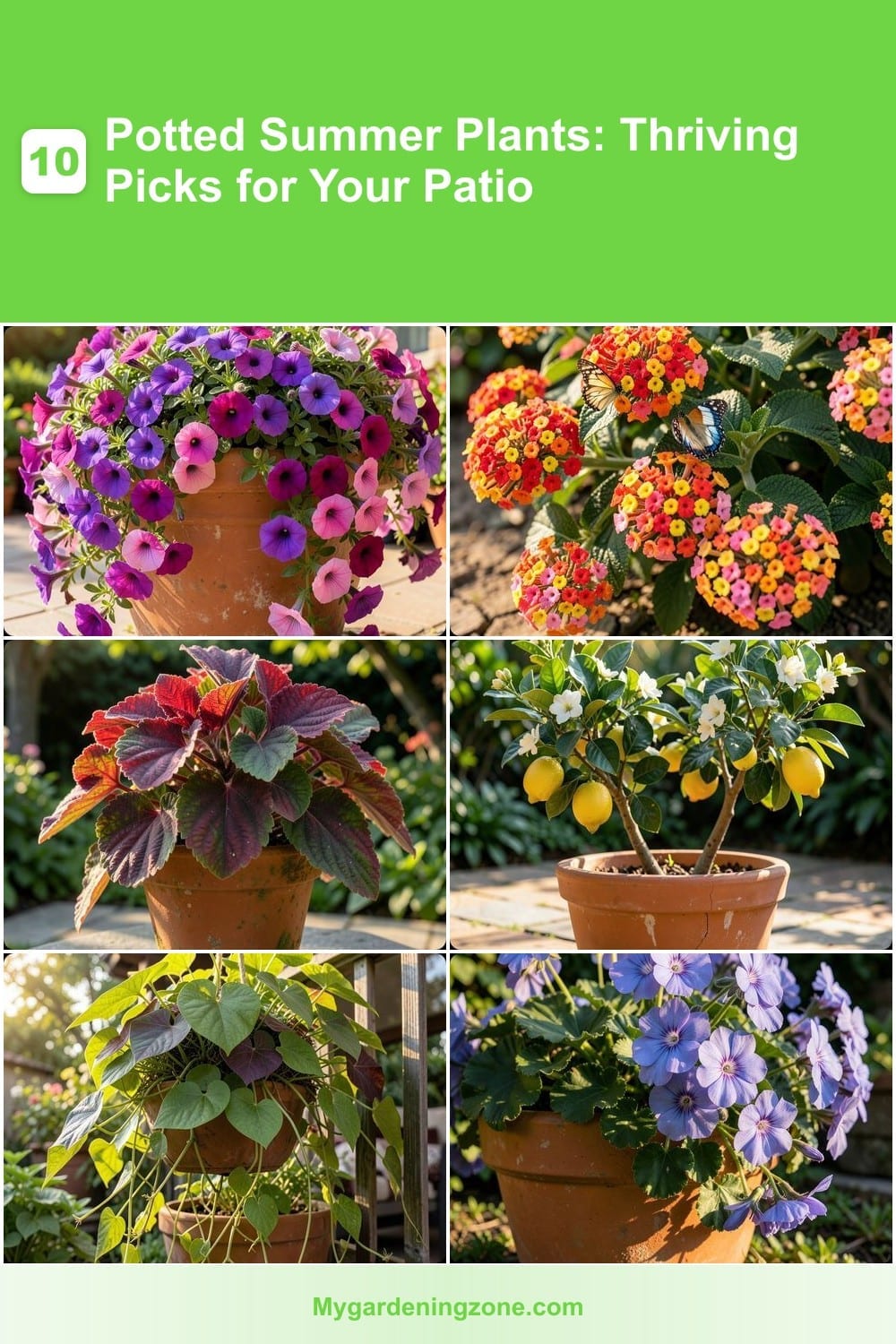 10 Potted Summer Plants: Thriving Picks for Your Patio 10 Potted Summer Plants: Thriving Picks for Your Patio
