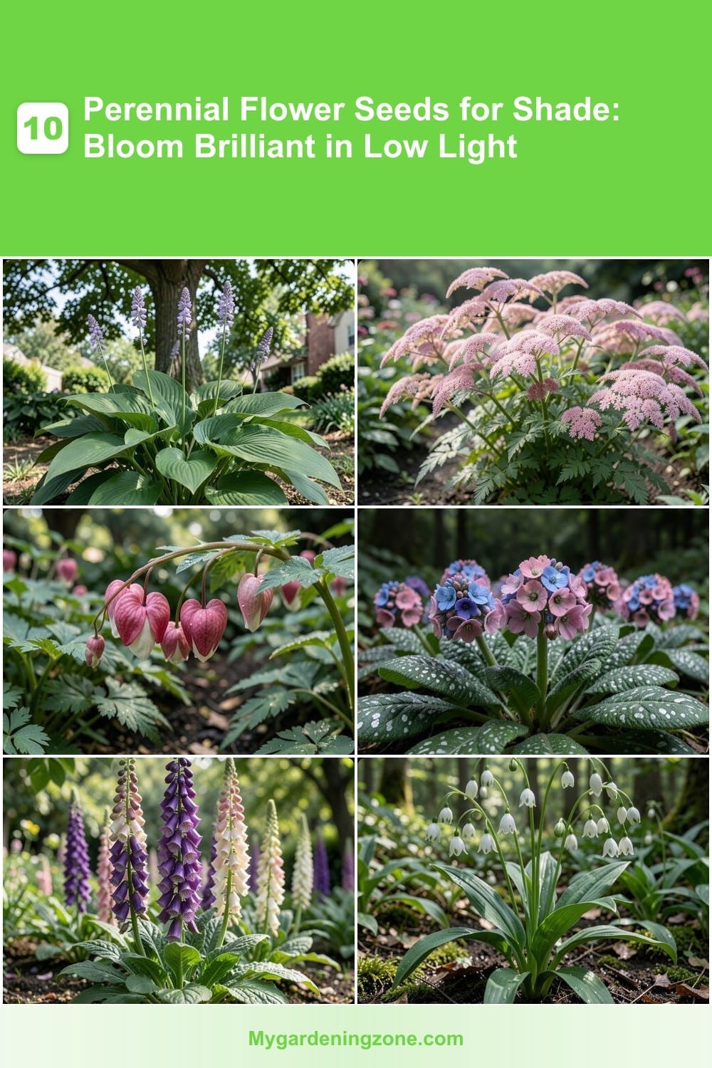 10 Perennial Flower Seeds for Shade: Bloom Brilliant in Low Light 10 Perennial Flower Seeds for Shade: Bloom Brilliant in Low Light