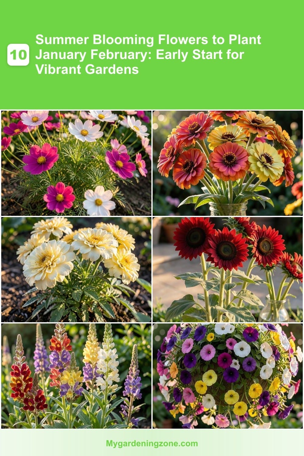 10 Summer Blooming Flowers to Plant January February: Early Start for Vibrant Gardens